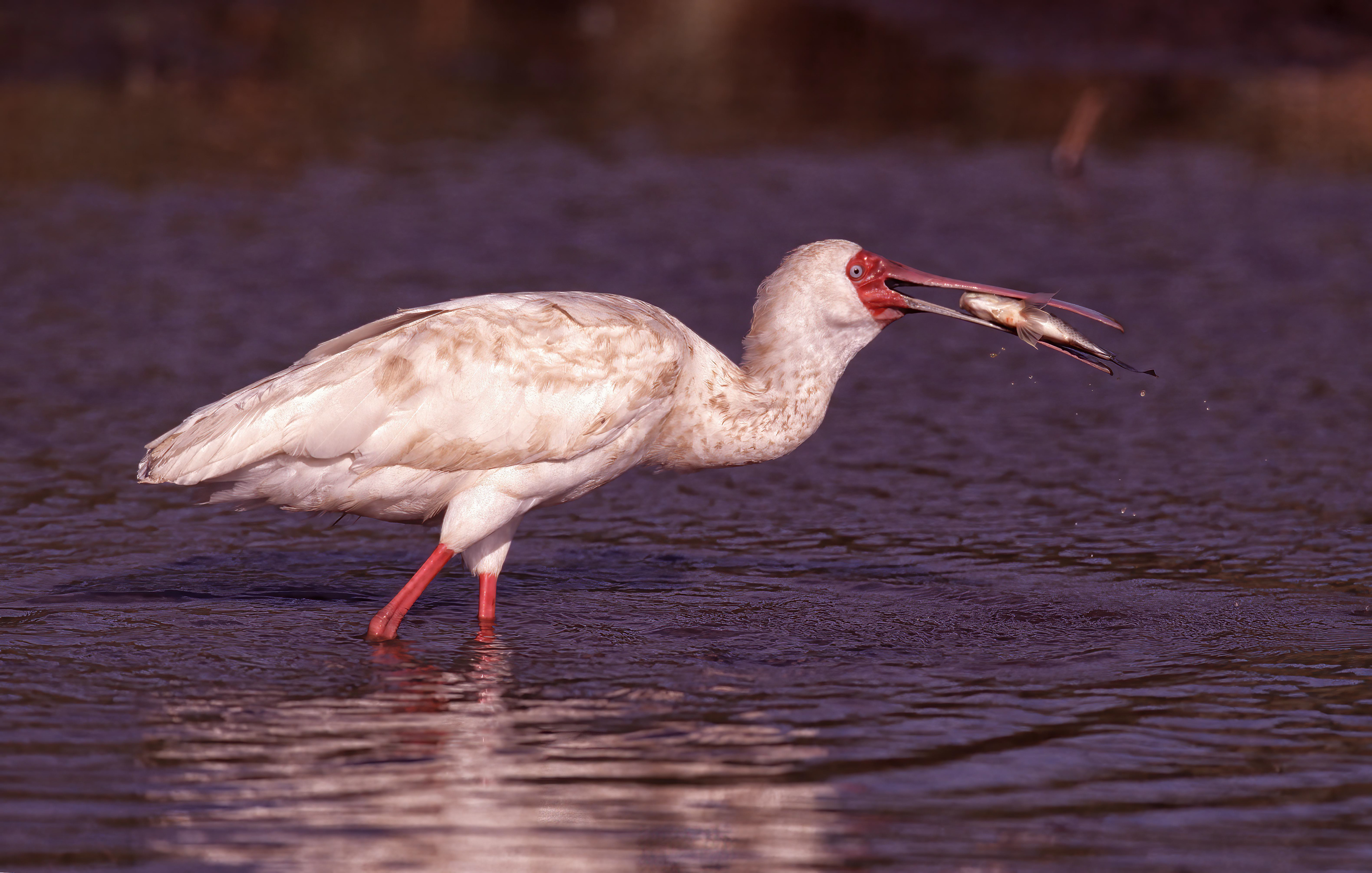 African Spoonbill catching breakfast - Masai Mara