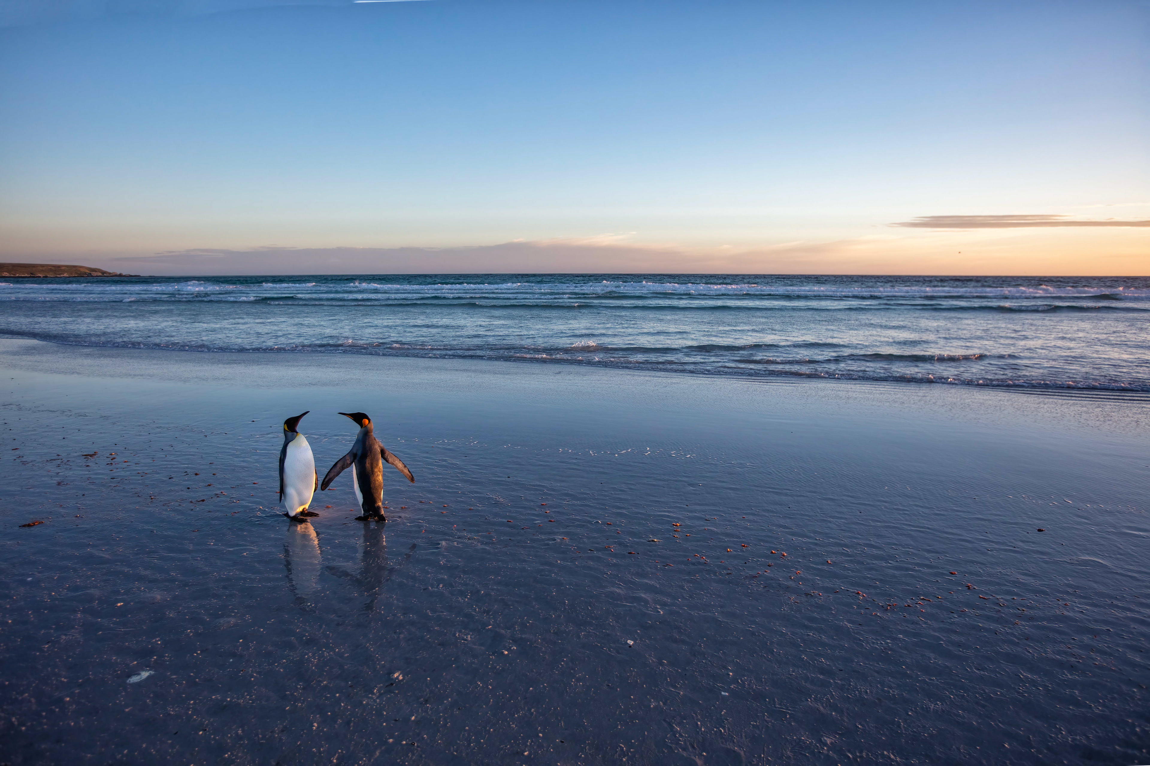 King Penguins on Volunteer Beach - Falklands