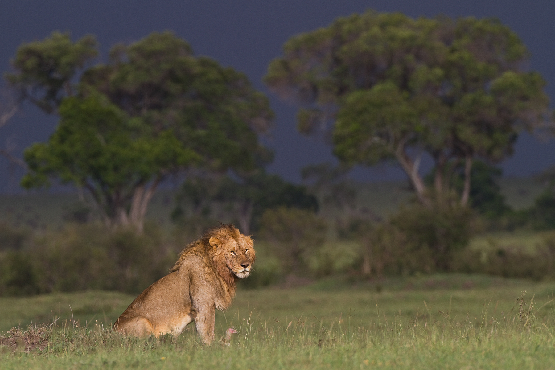 Male Lion with a rainstorm approaching - Masai Mara