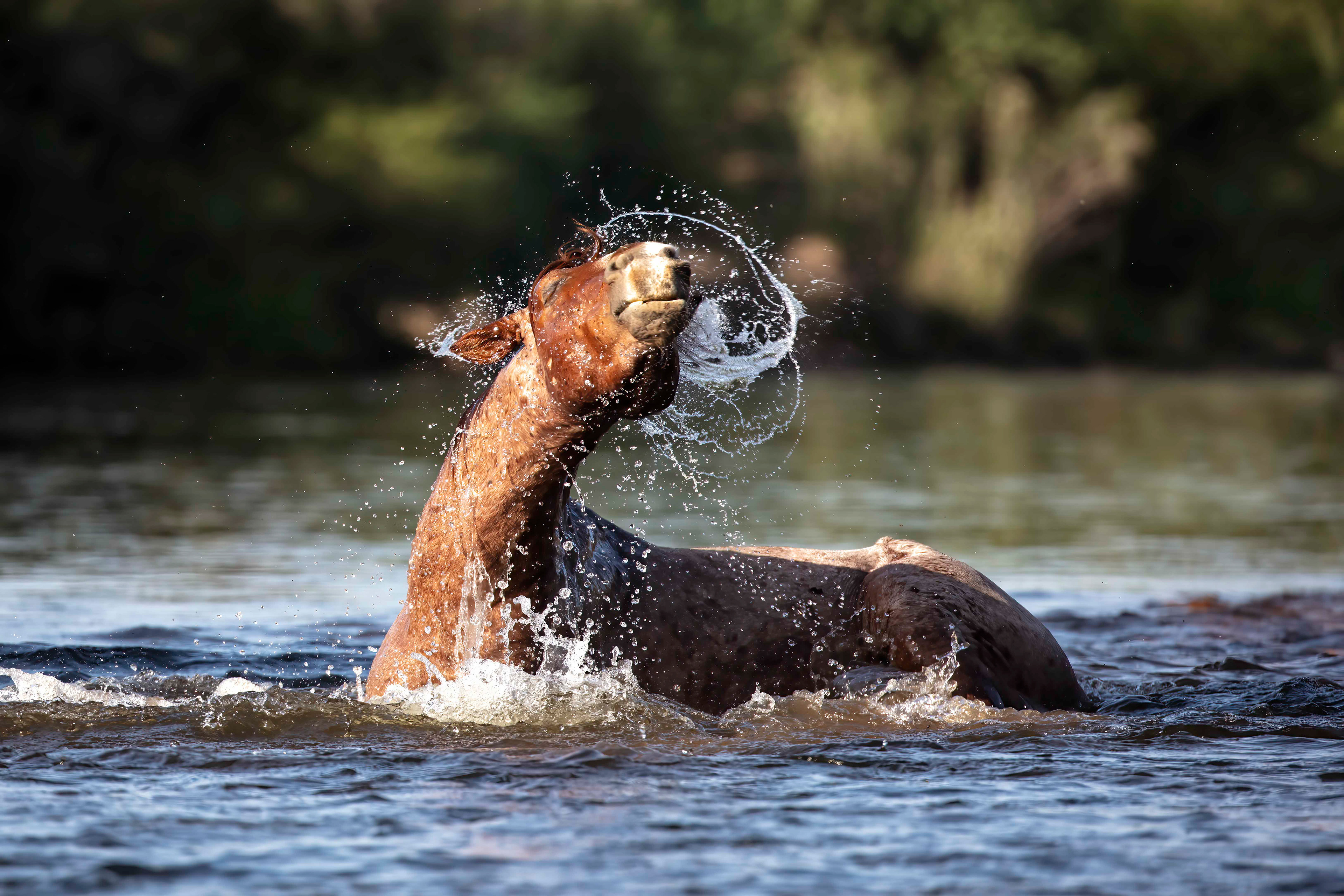 Wild Horse bathing in the Salt River