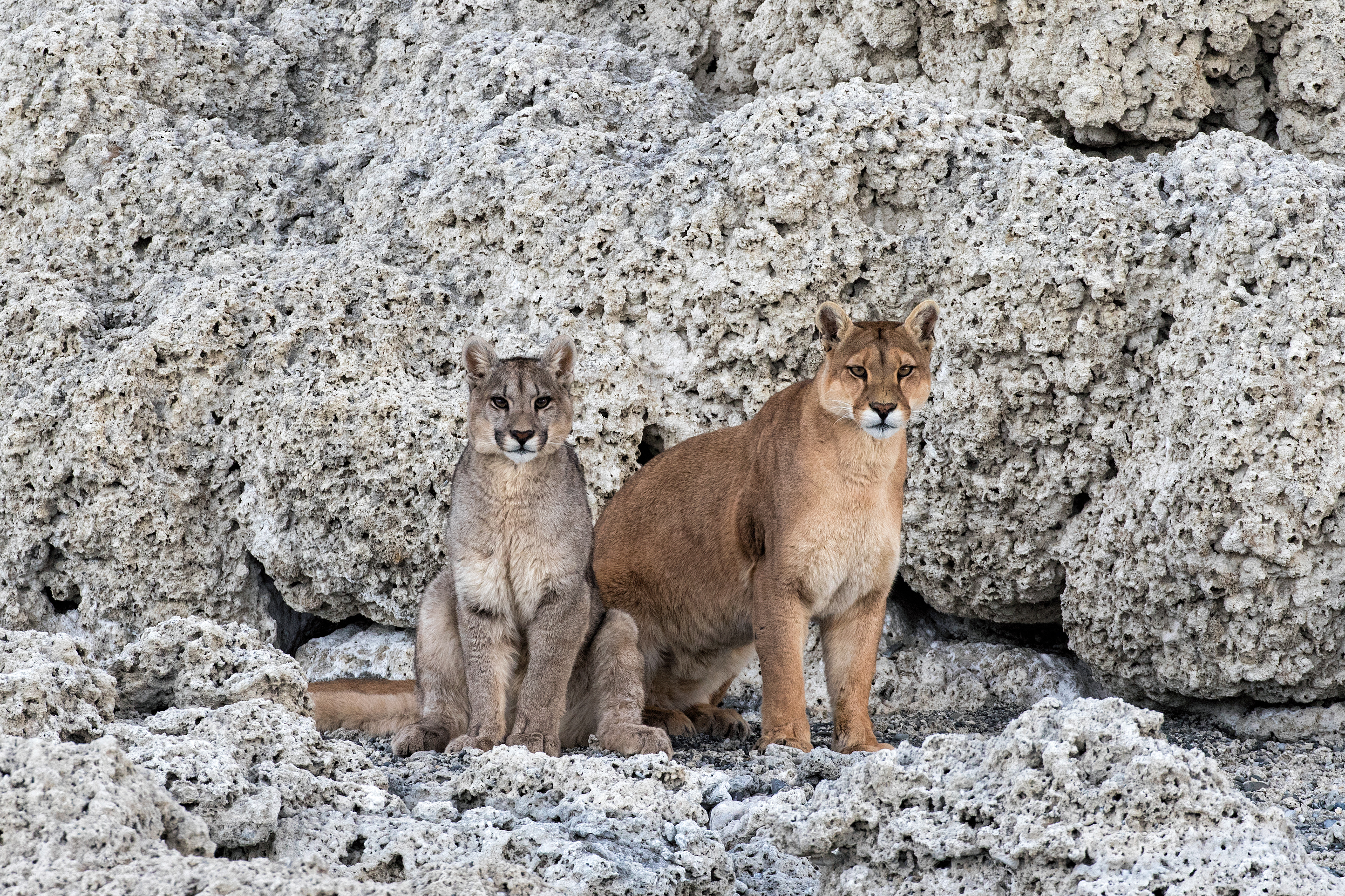 Female Puma and cub - Patagonia