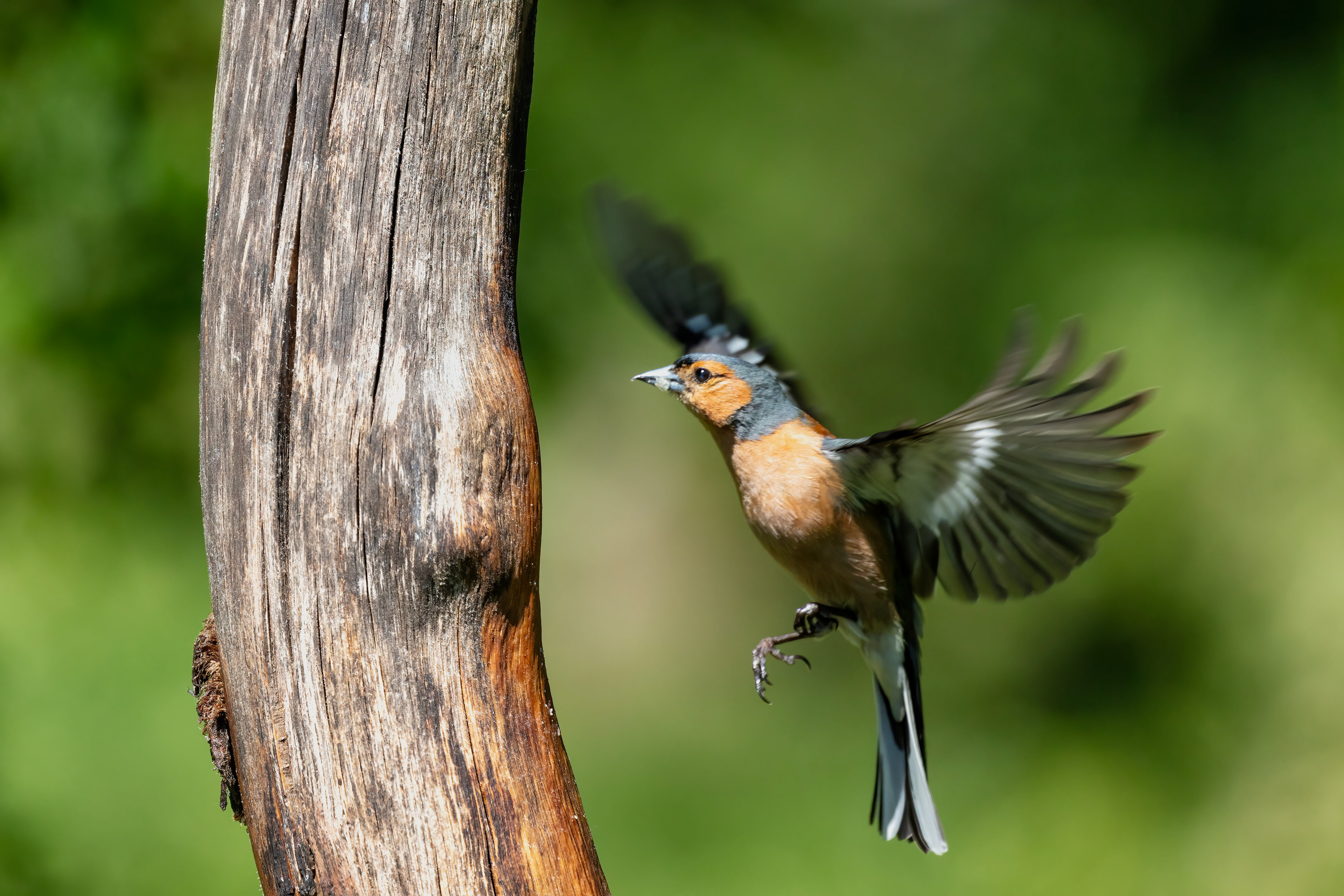 Common Chaffinch