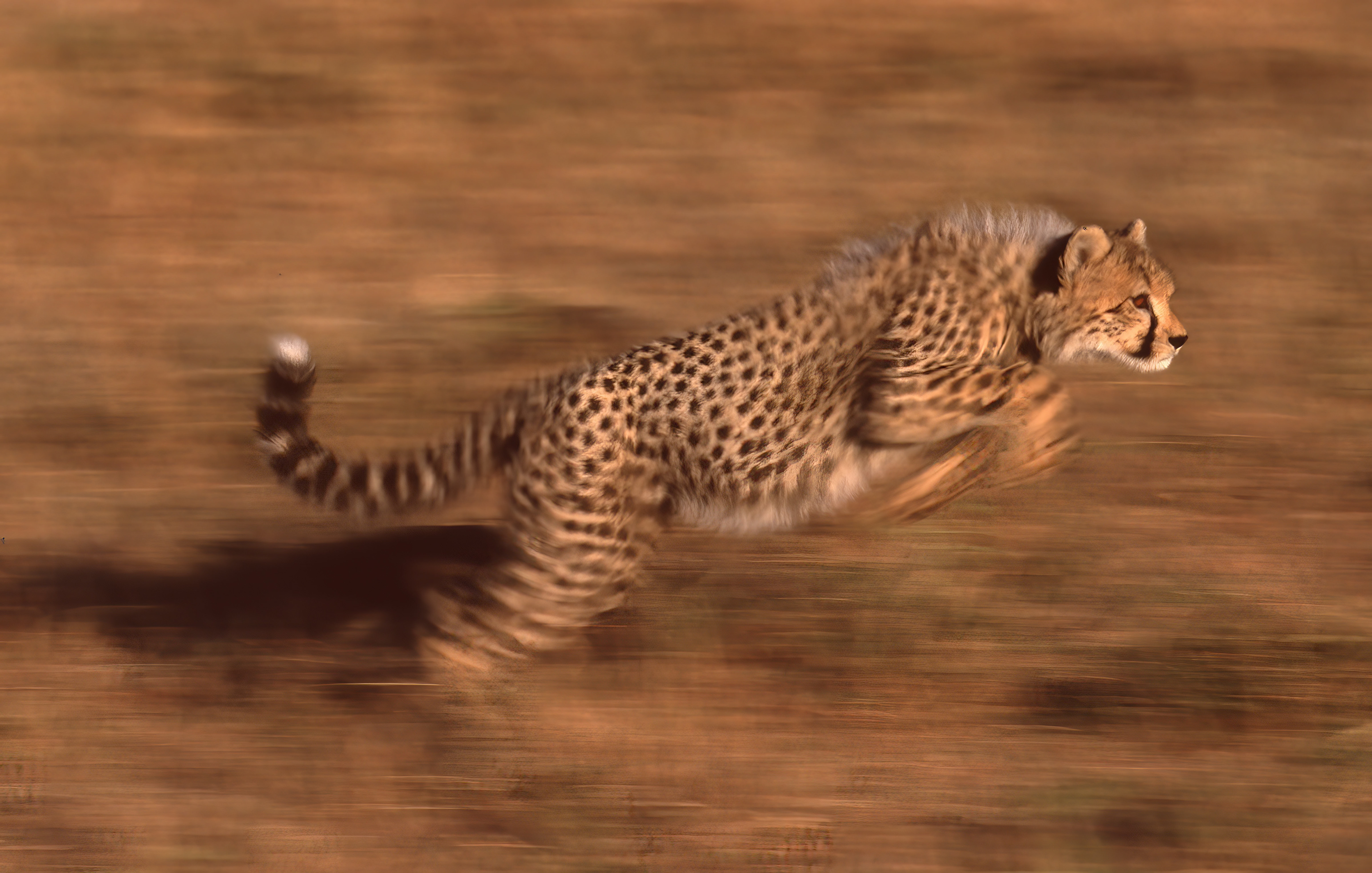 Young Cheetah in action - Masai Mara