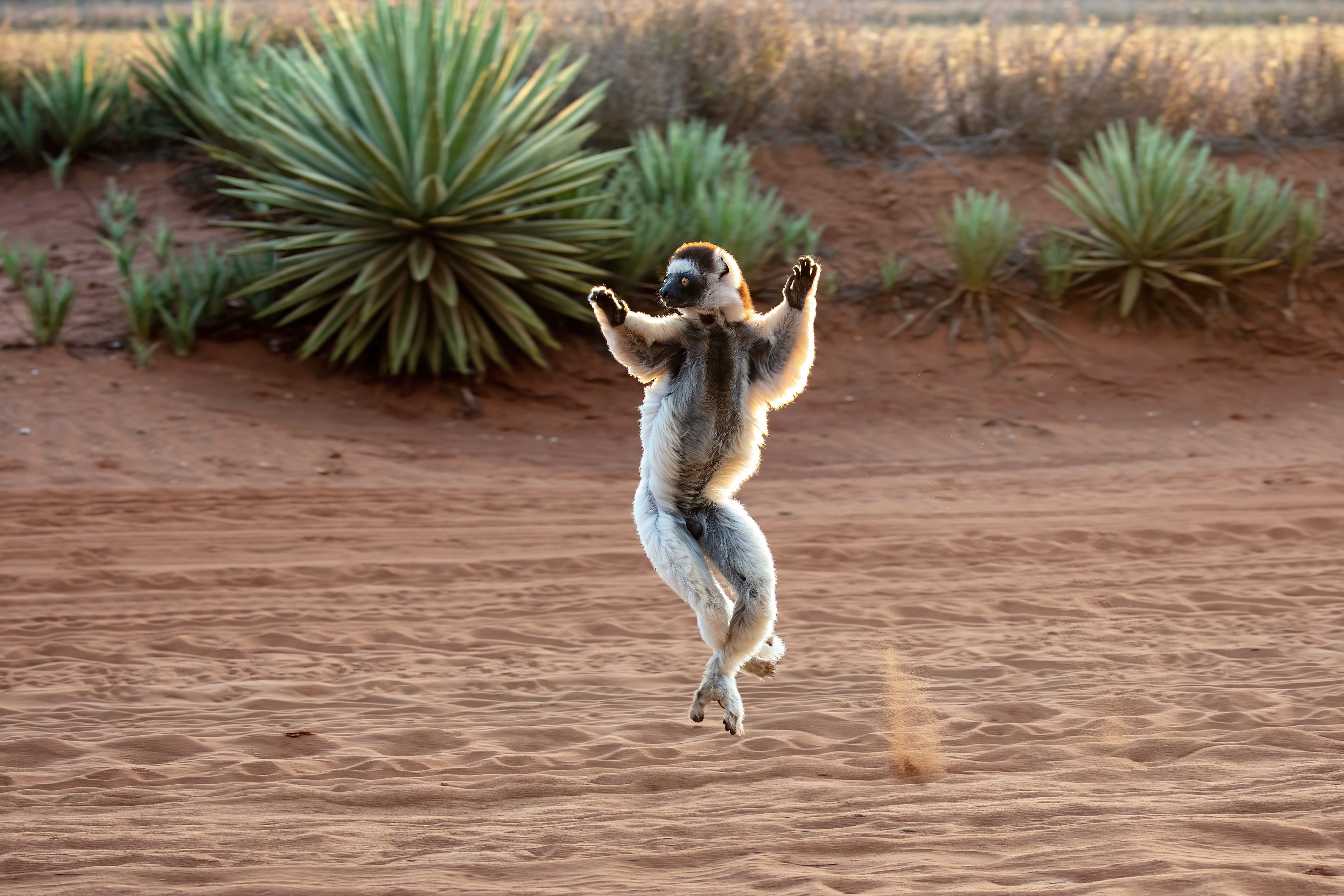 Verreaux's Sifaka - Berenty