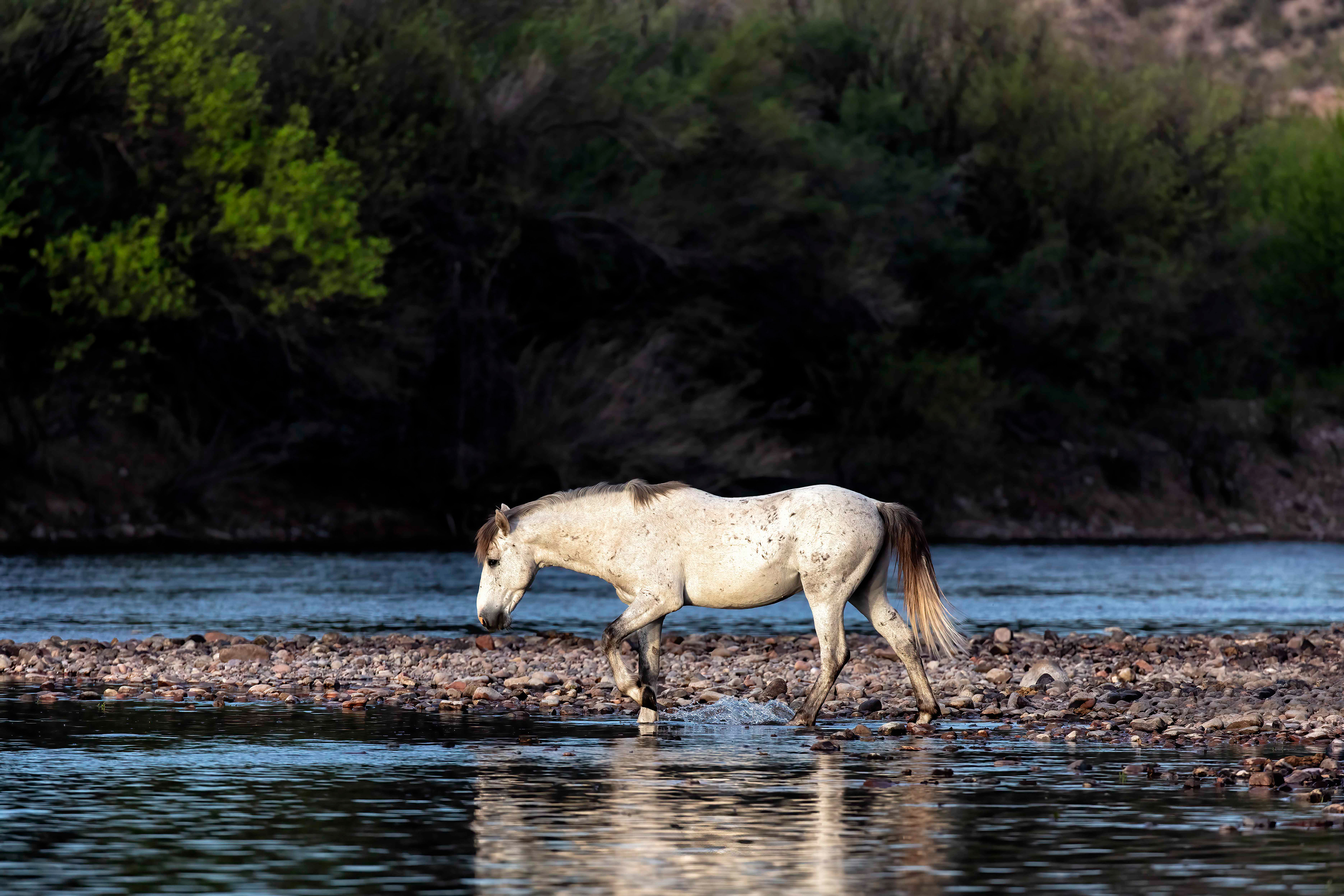 Wild Horse crossing the Salt Rover