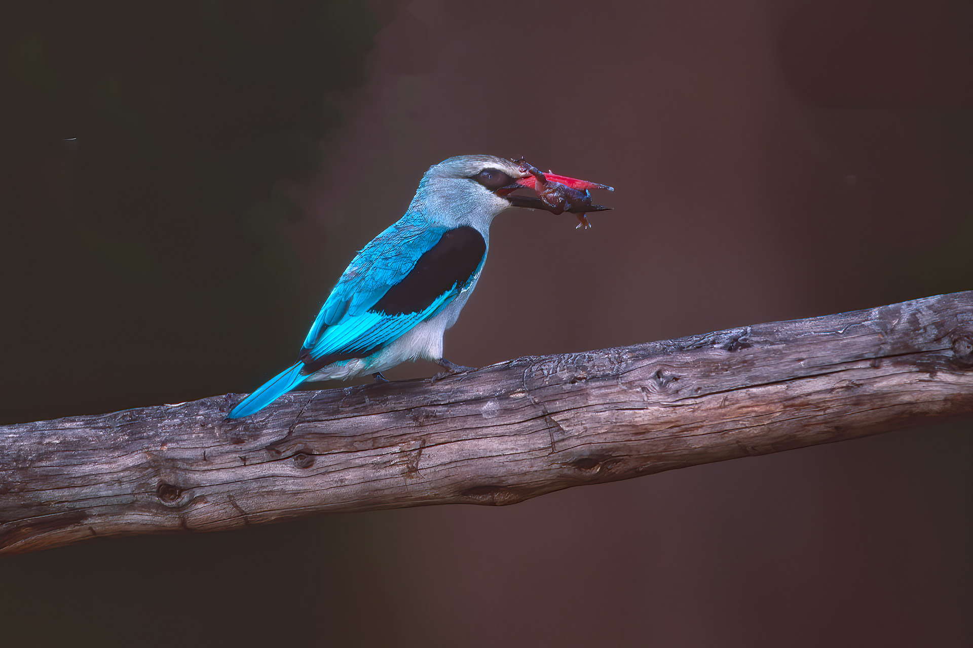 Woodland Kingfisher with frog - Masai Mara