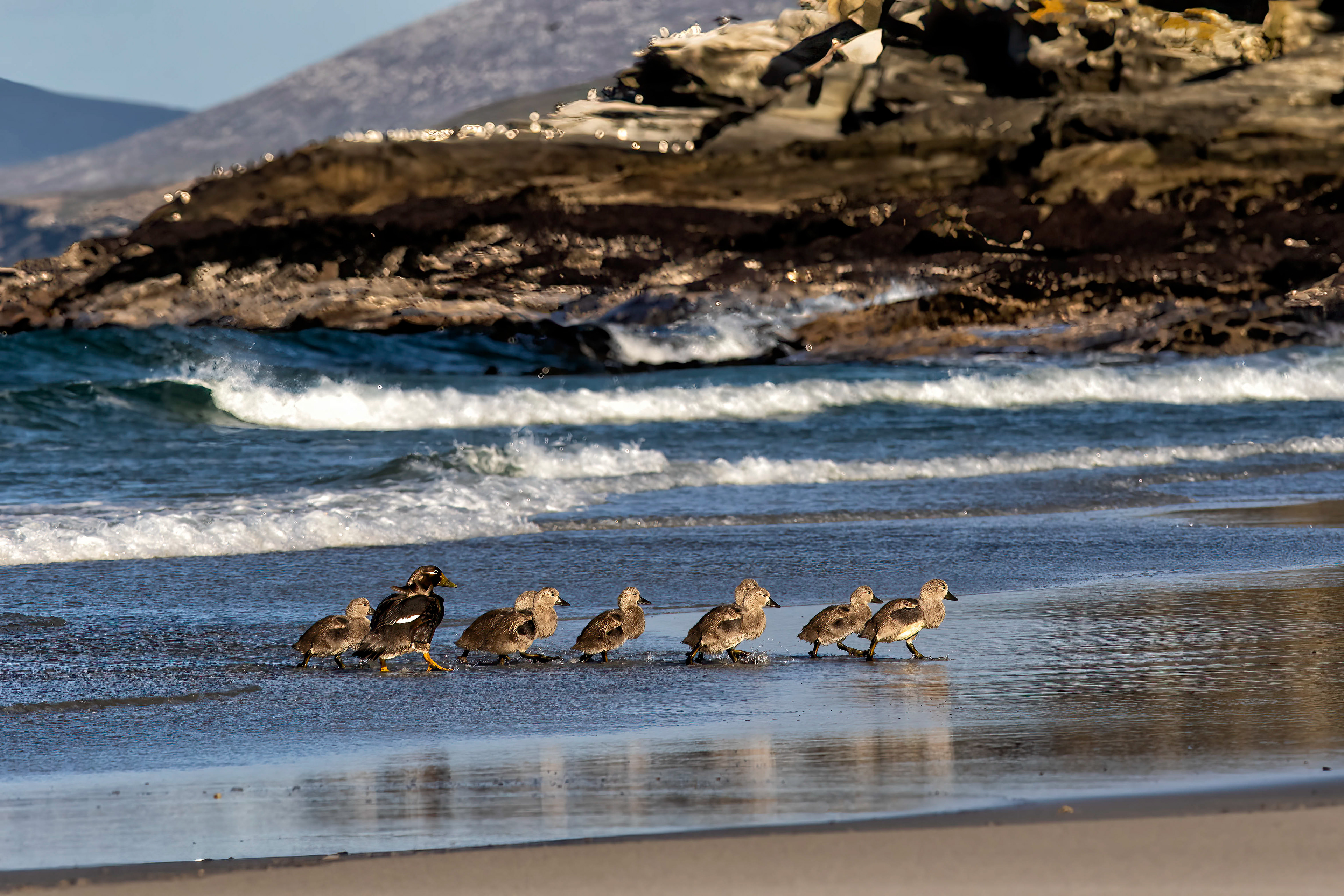 Falkland Steamer Duck family - Falklands - RM