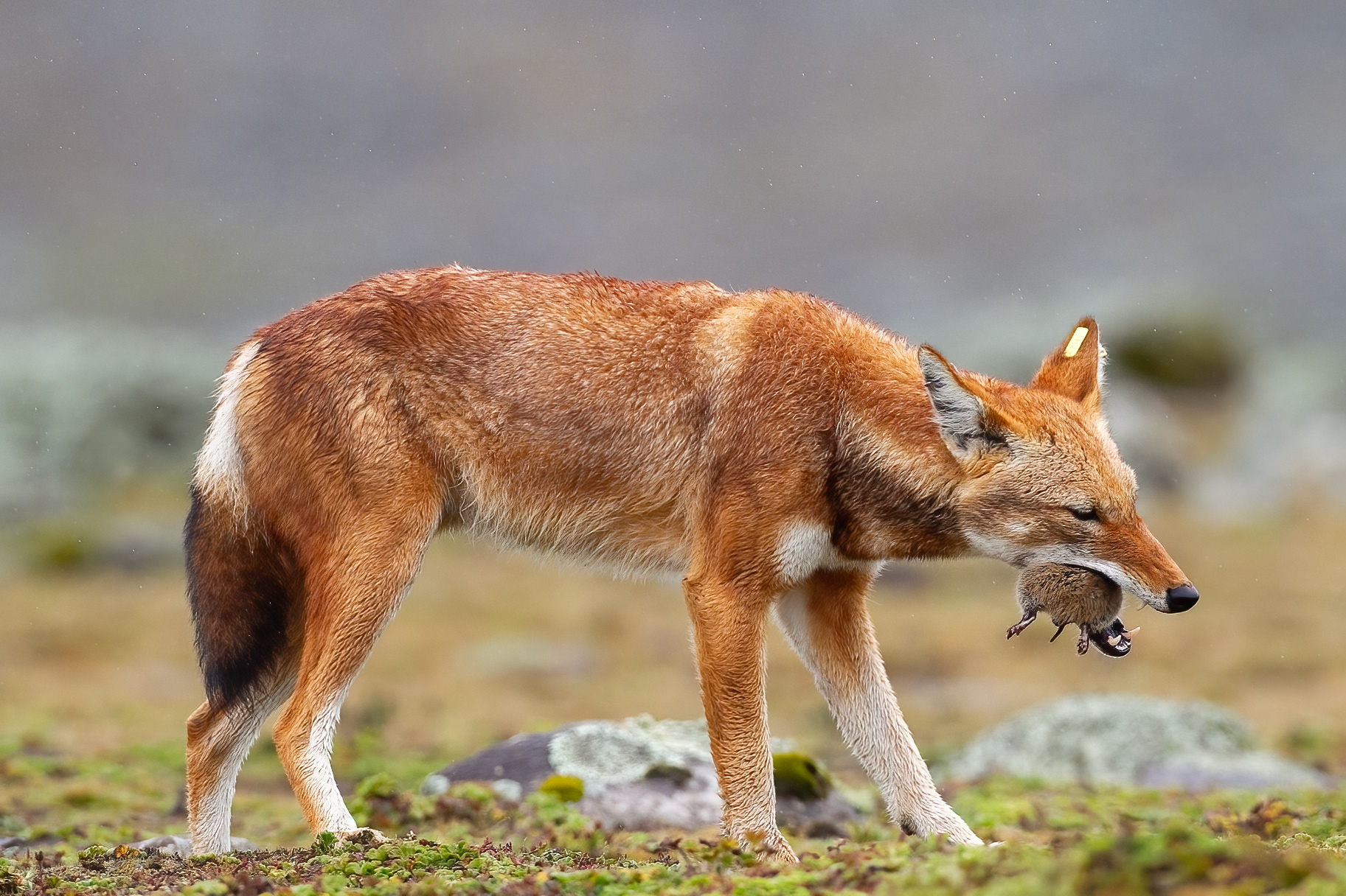 Simien Wolf with rat - bale Mountains, Ethiopia
