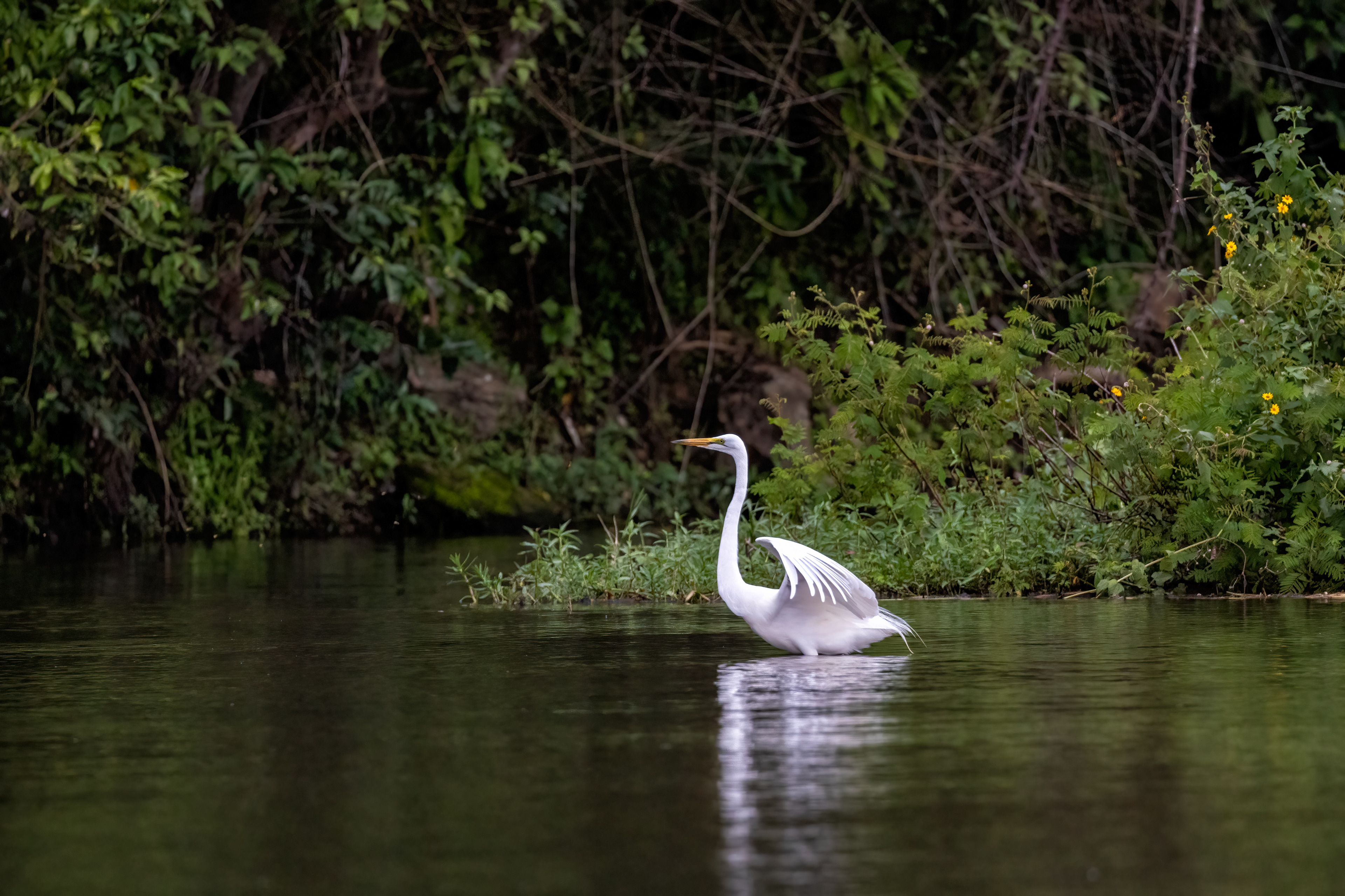 Great Egret - Murchison Falls, Uganda - RM