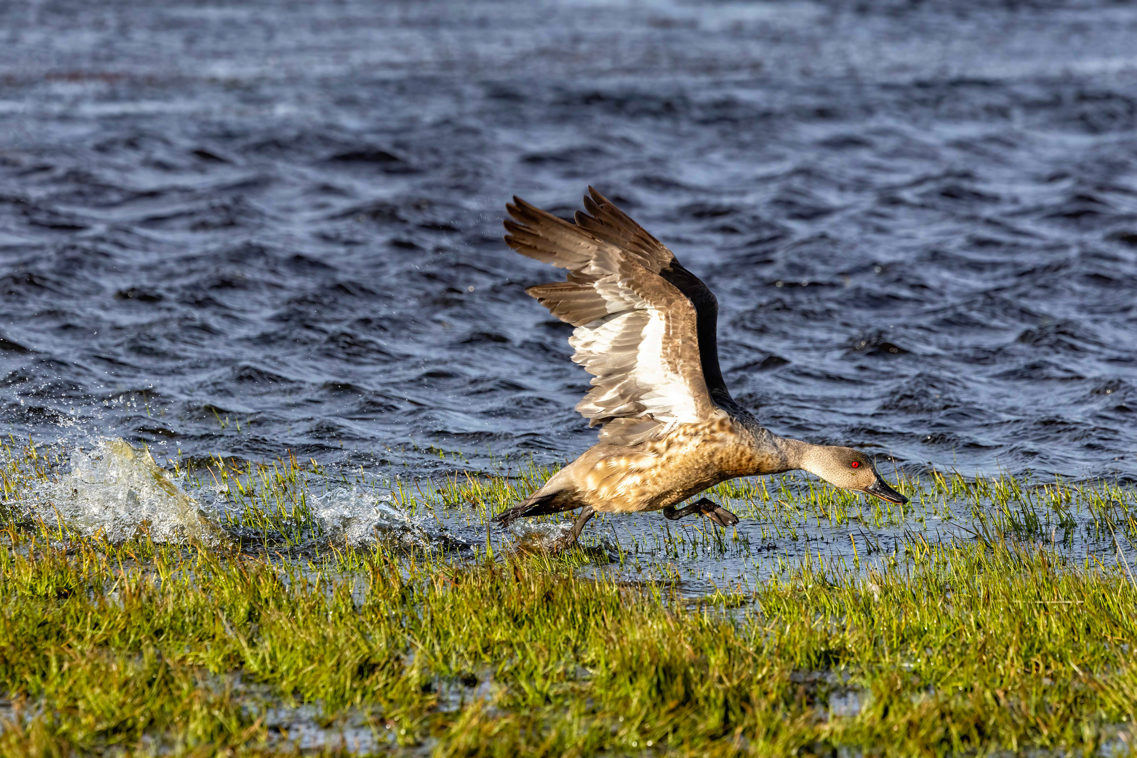 Grey Teal fighting off a rival - Falklands - RM