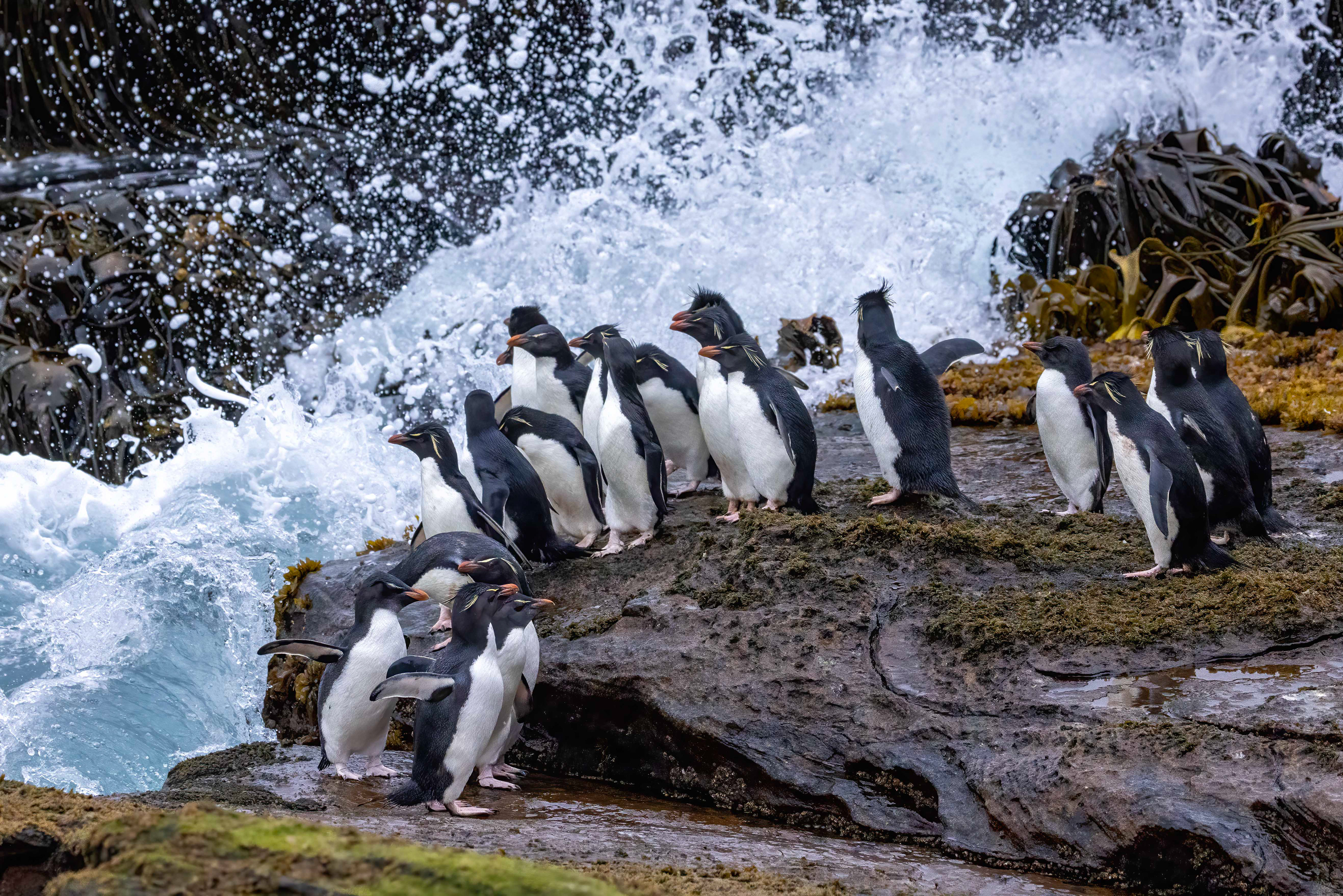 Southern Rockhoppers braving the surf to go out to feed - Falklands