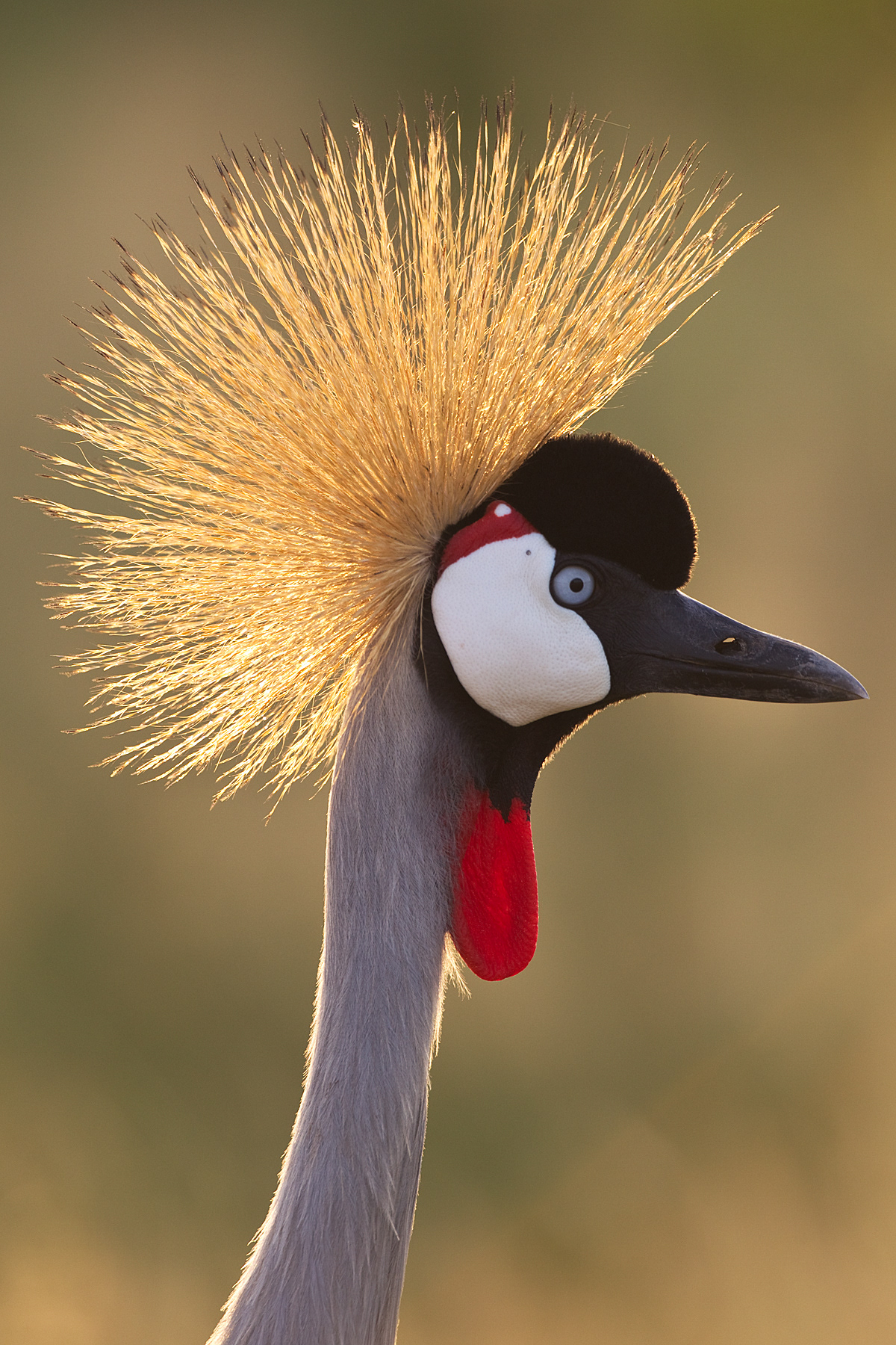 Great Crowned Crane - Samburu