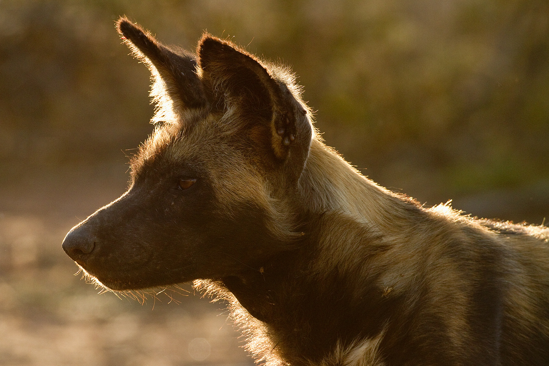African Wild Dog - Kenya