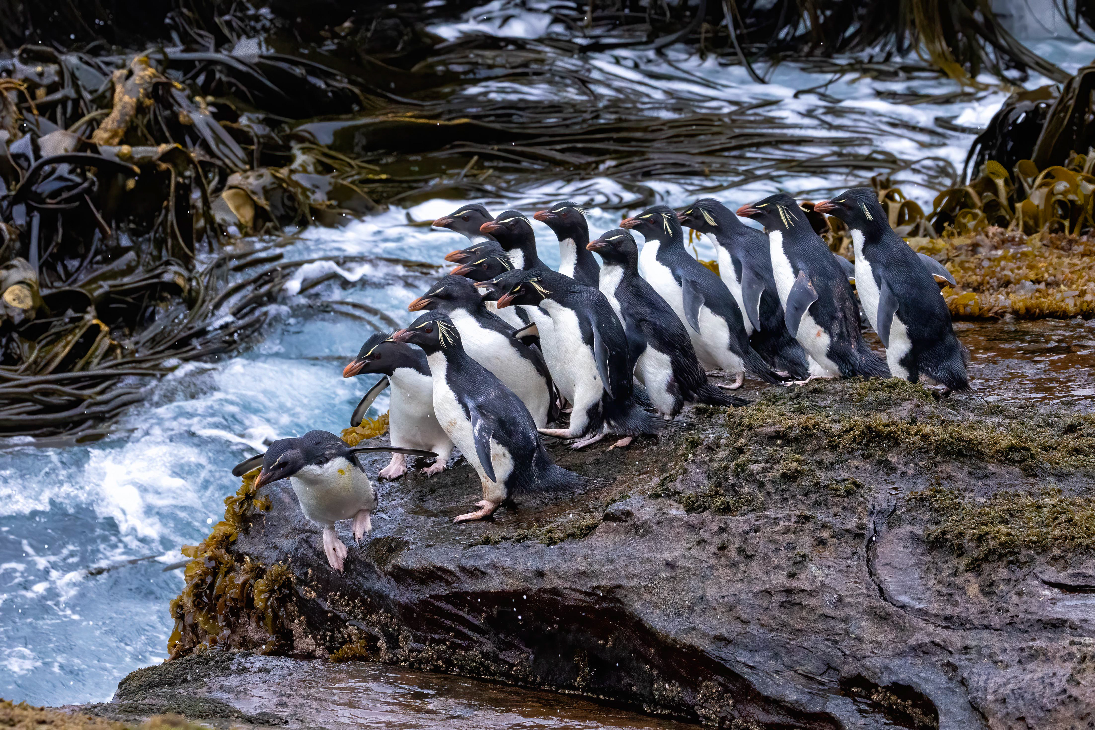 Southern Rockhopper Penguins going out to feed - Falklands