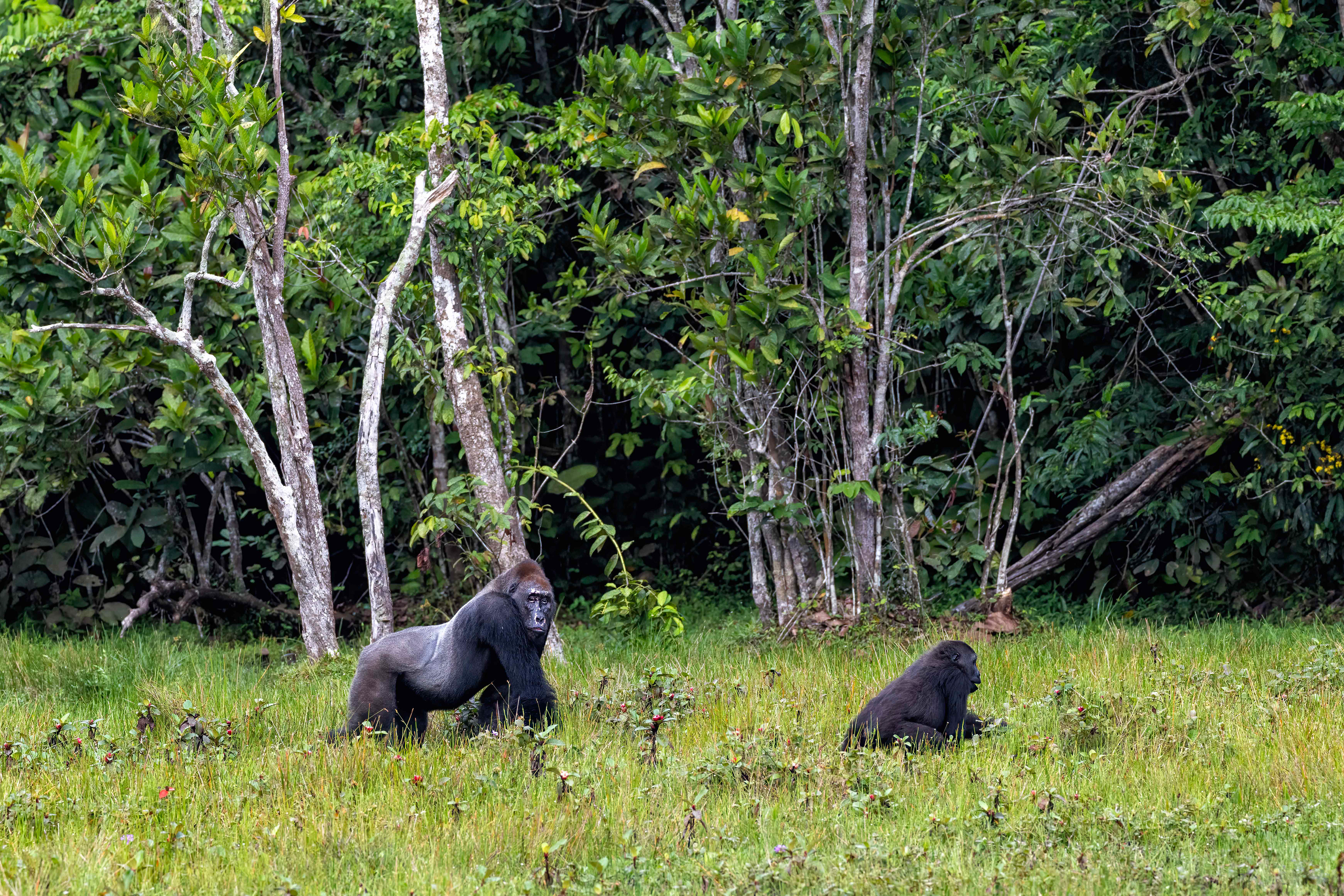 Western Lowland Silverback and female Gorilla - Odzala, Republic of Congo