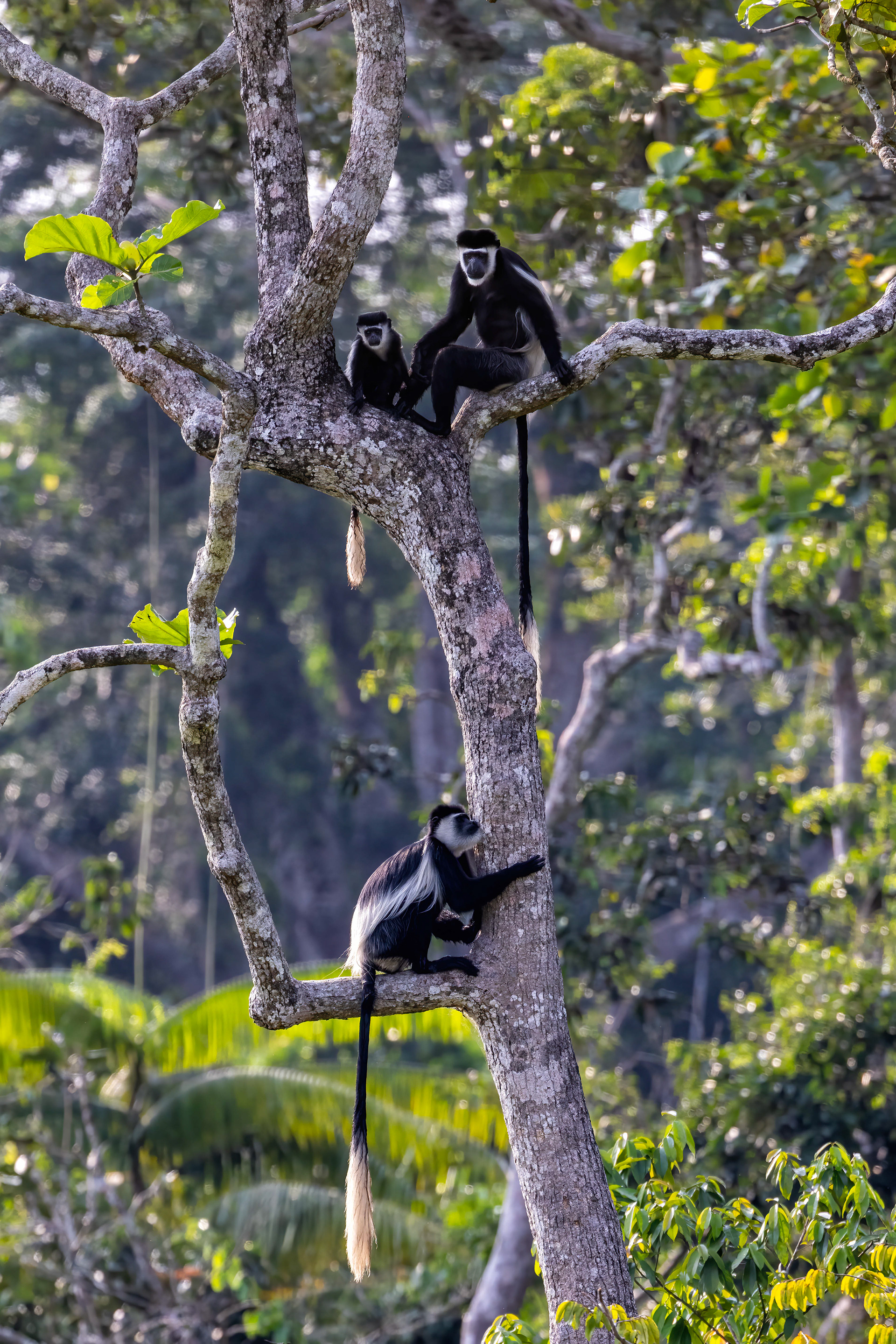 Black & White Colobus troop - Odzala, Republic of Congo - RM
