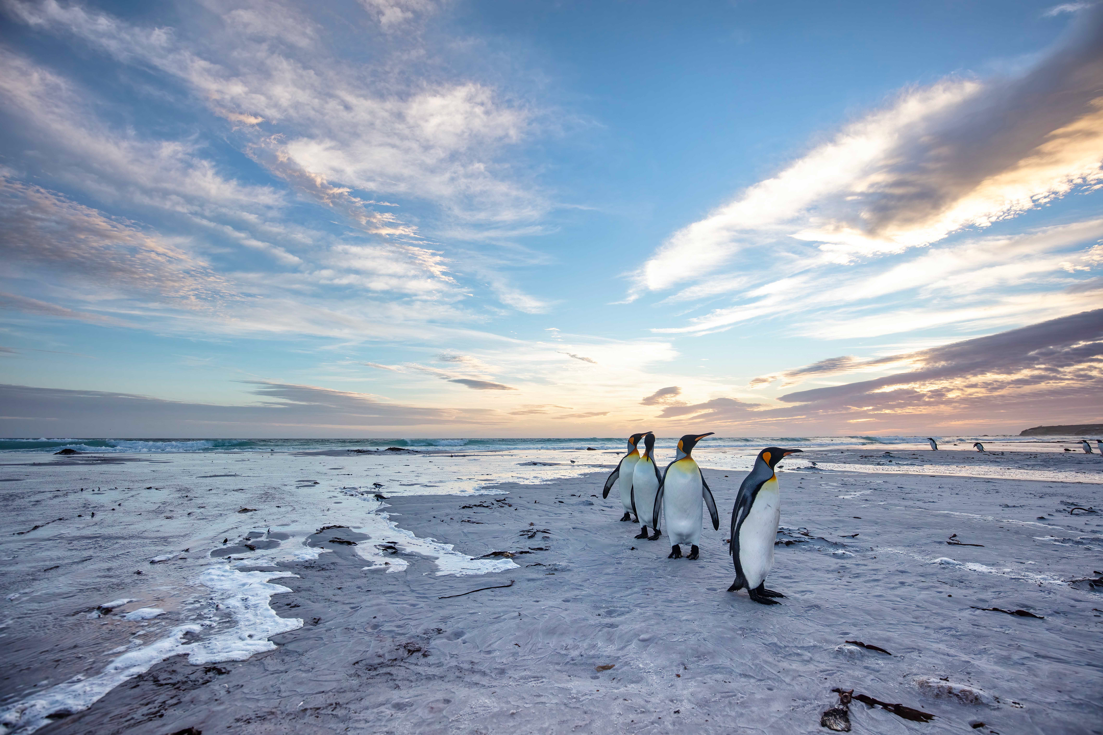 King Penguins at sunrise on Volunteer Beach - Falklands