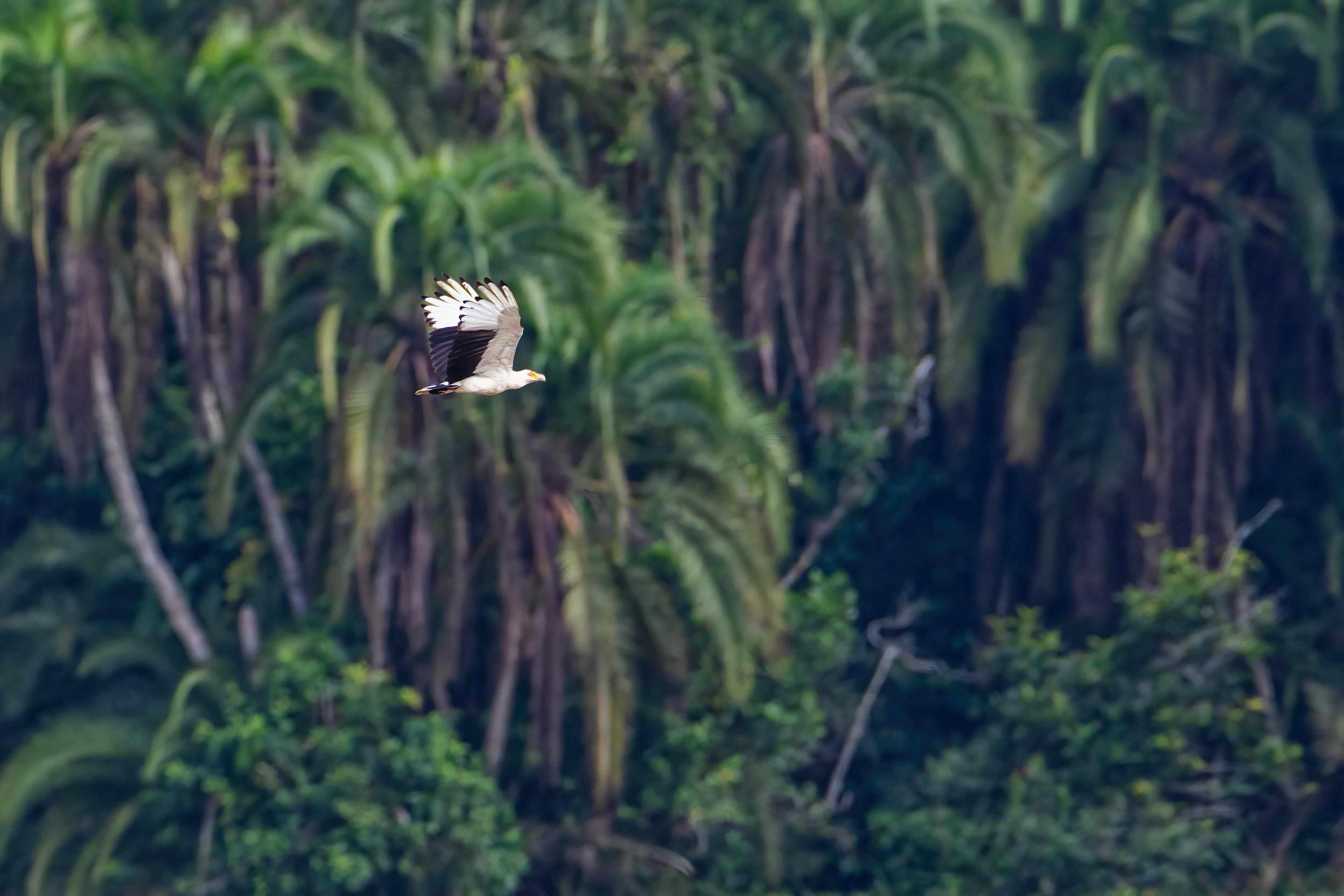Palm-nut Vulture at Capitale Bai - Odzala, Republic of Congo