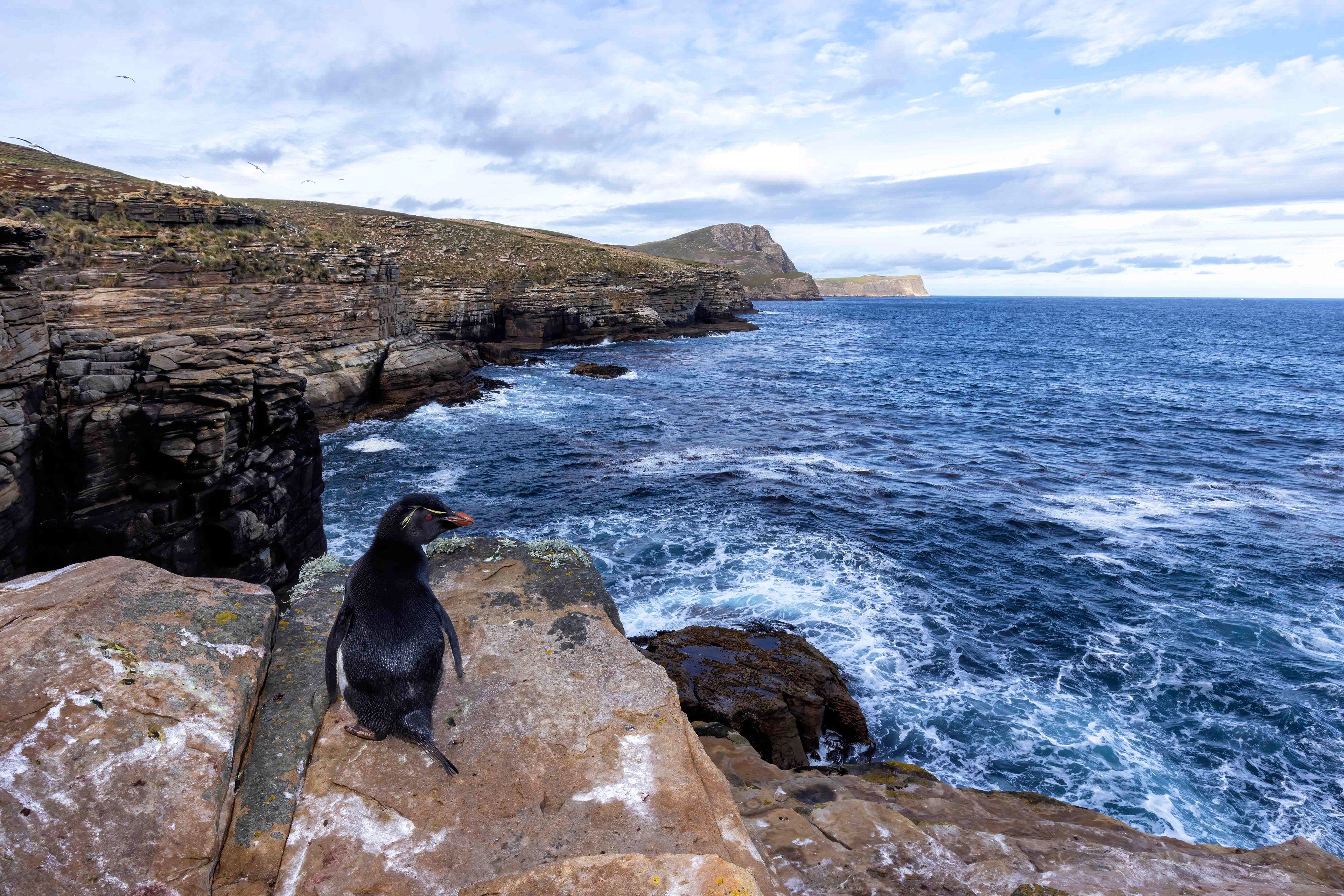 Southern Rockhopper taking a break at the top of the cliff on its way back to the colony - Falklands
