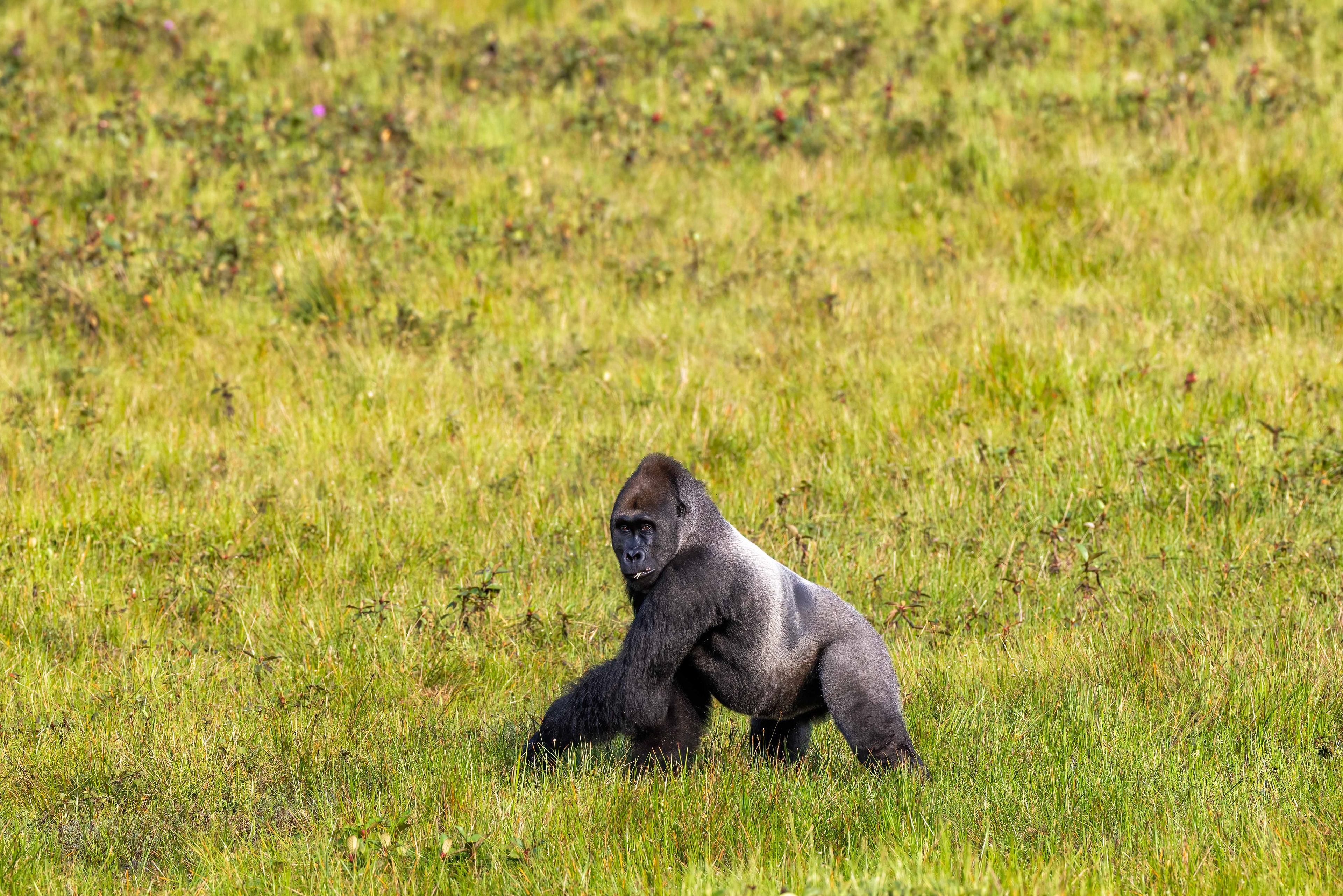 Western Lowland Silverback Gorilla - Odzala, Republic of Congo