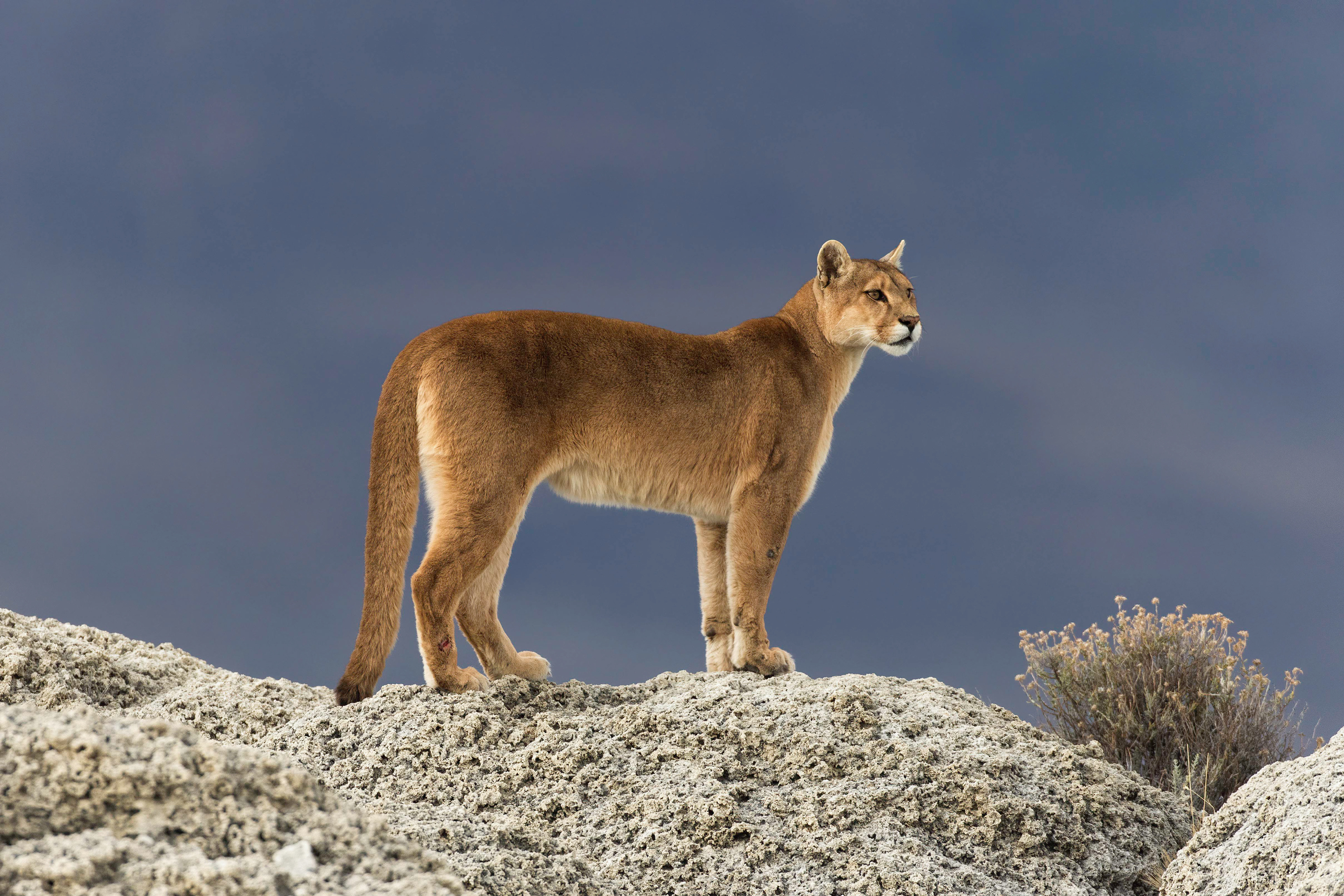Female Puma - Patagonia