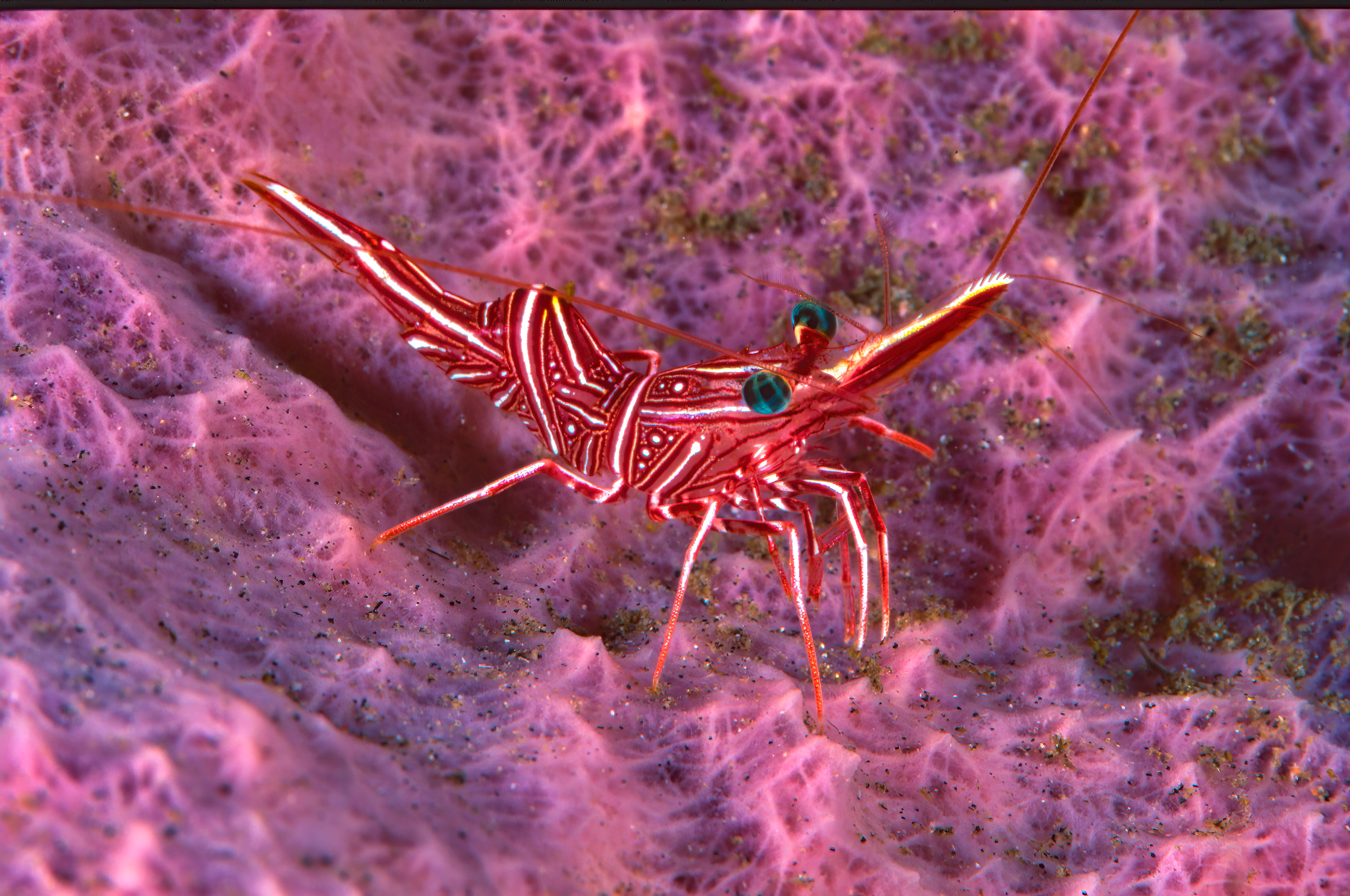 Dancing Shrimp - Papua New Guinea
