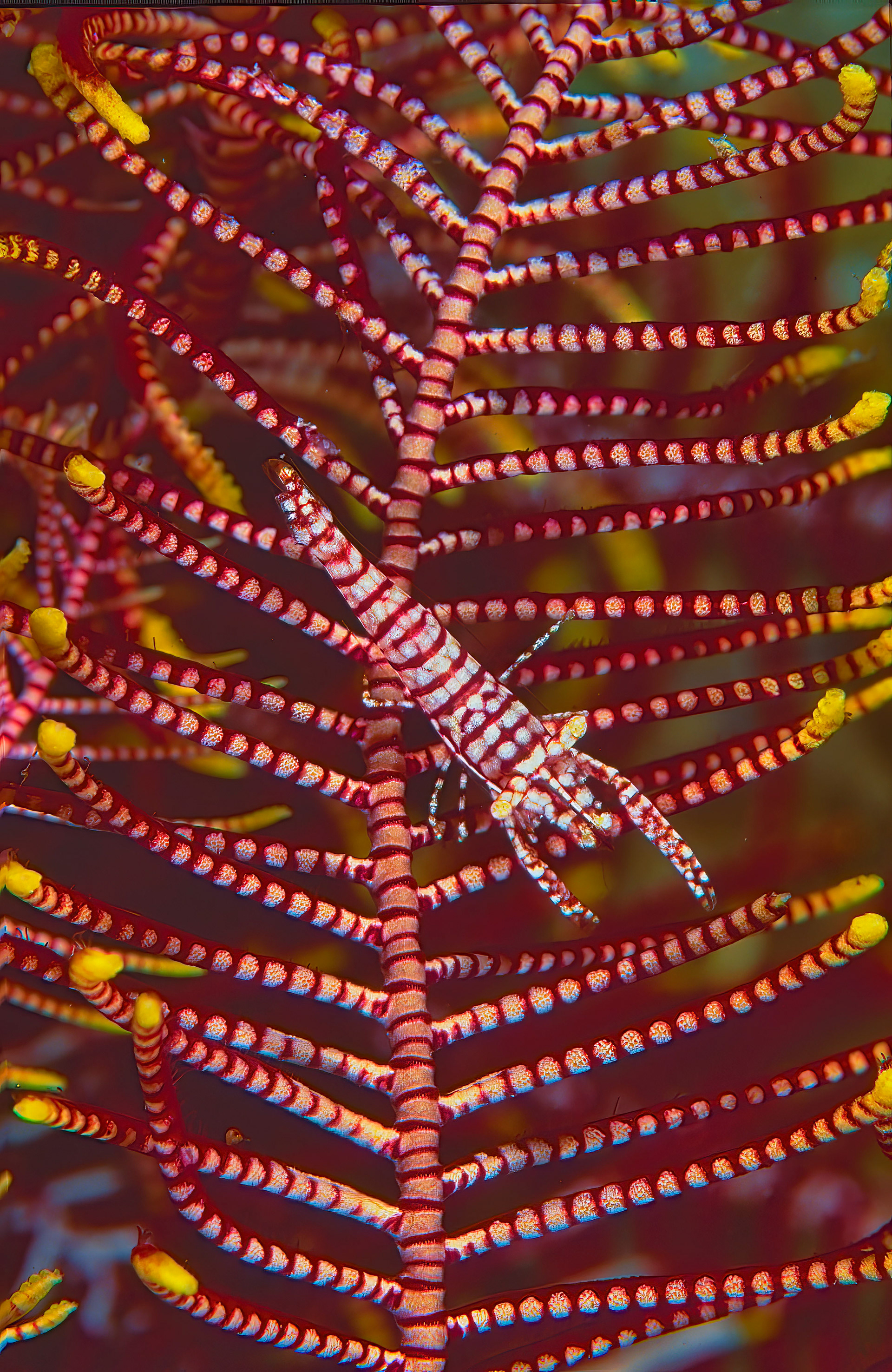 Crinoid Shrimp - Sulawesi, Indonesia