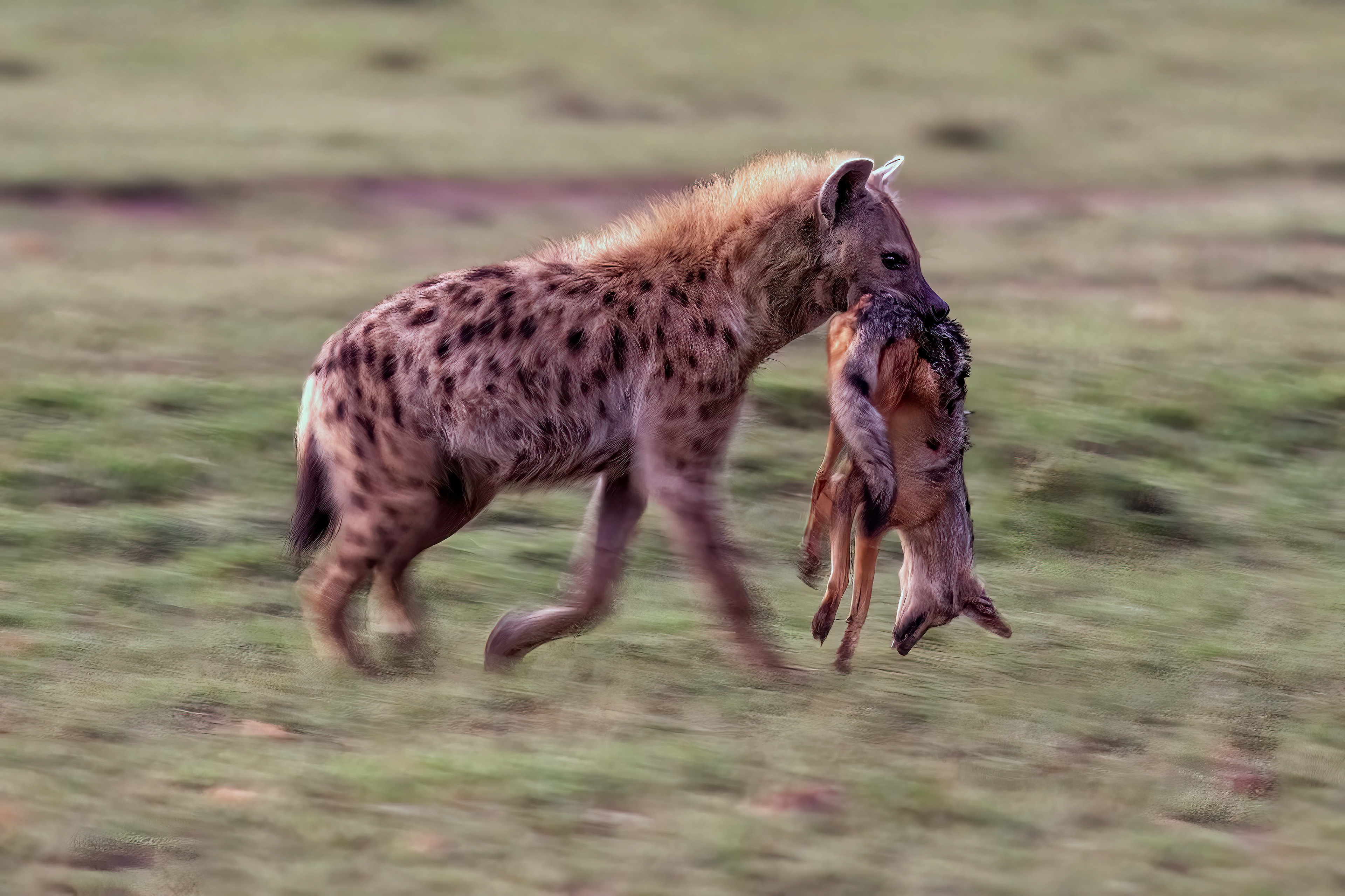 Spotted Hyena carrying a dead Jackal - Masai Mara