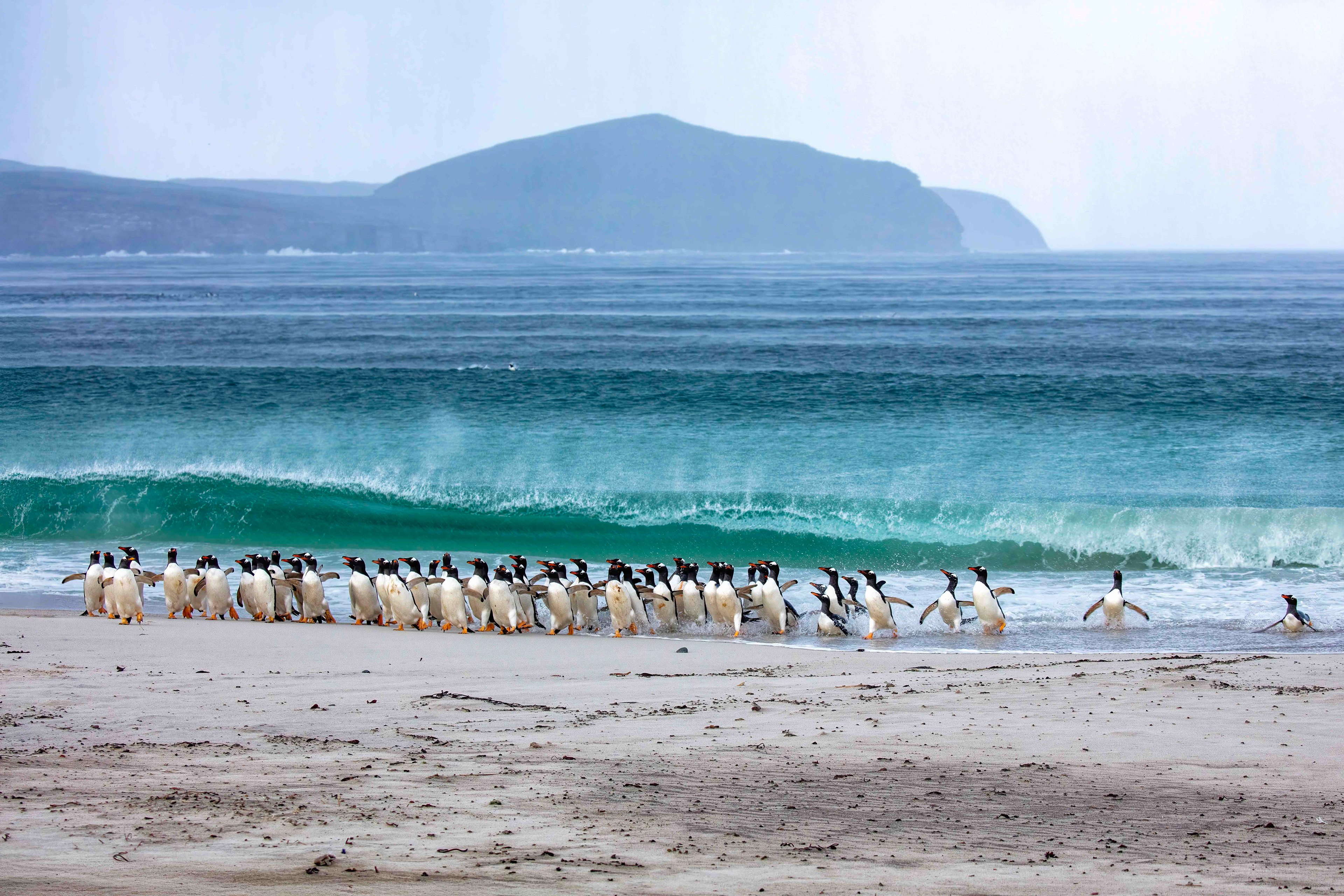 Large group of Gentoo Penguins returning to shore on a stormy day at the north of New Island - Falklands