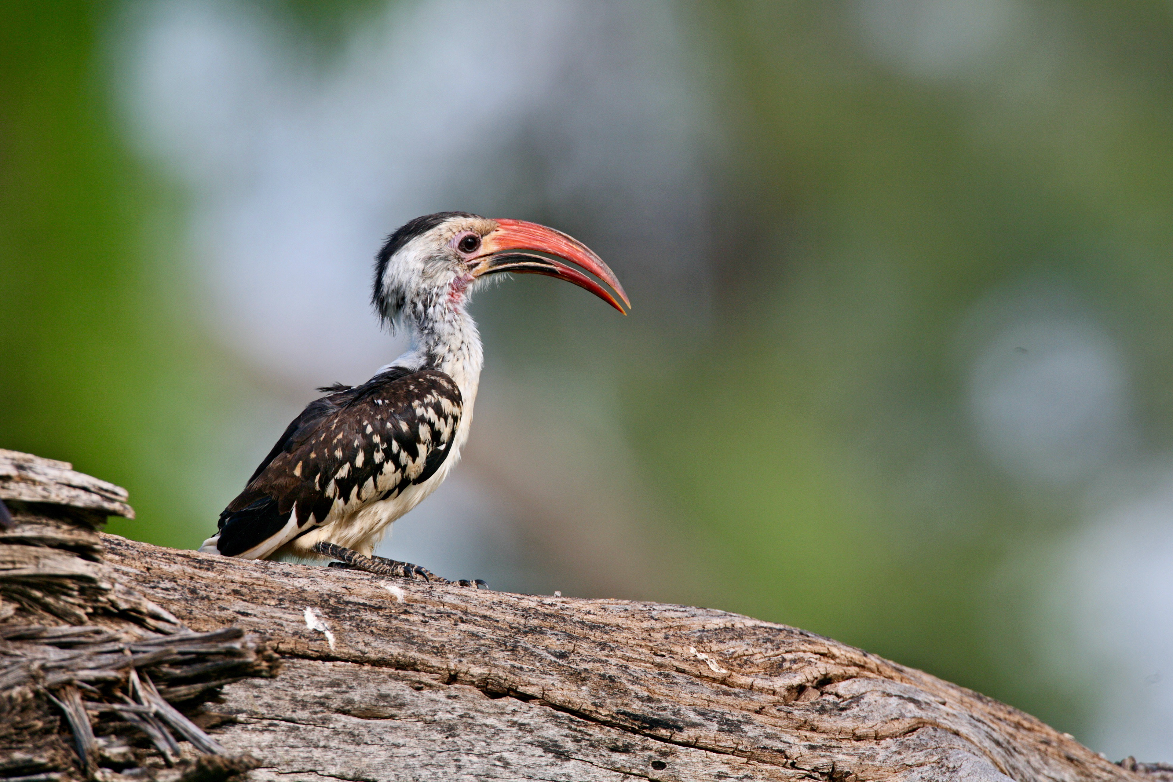 Red-billed Hornbill - Samburu