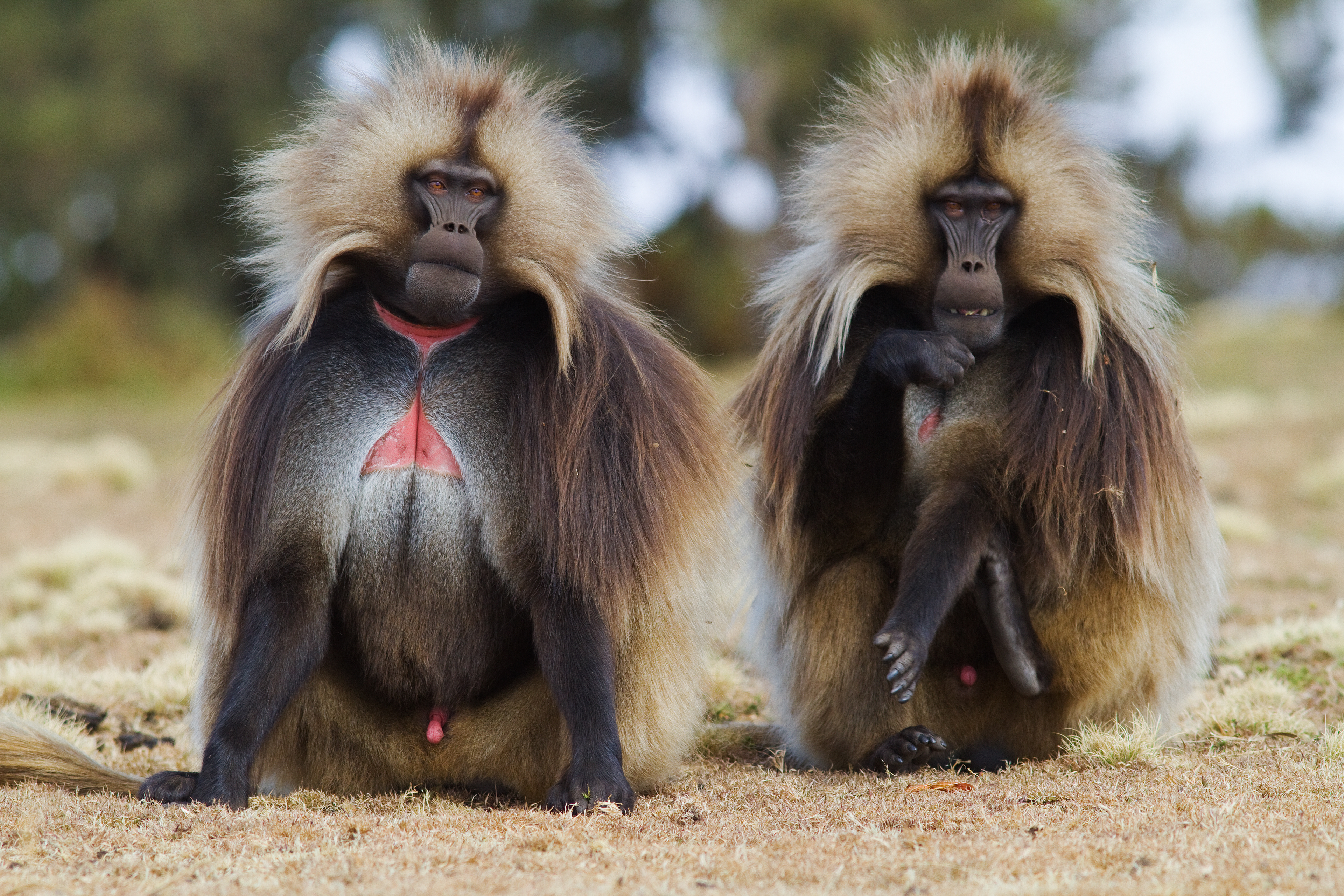 Gelada baboons - Simien Mountains, Ethiopia