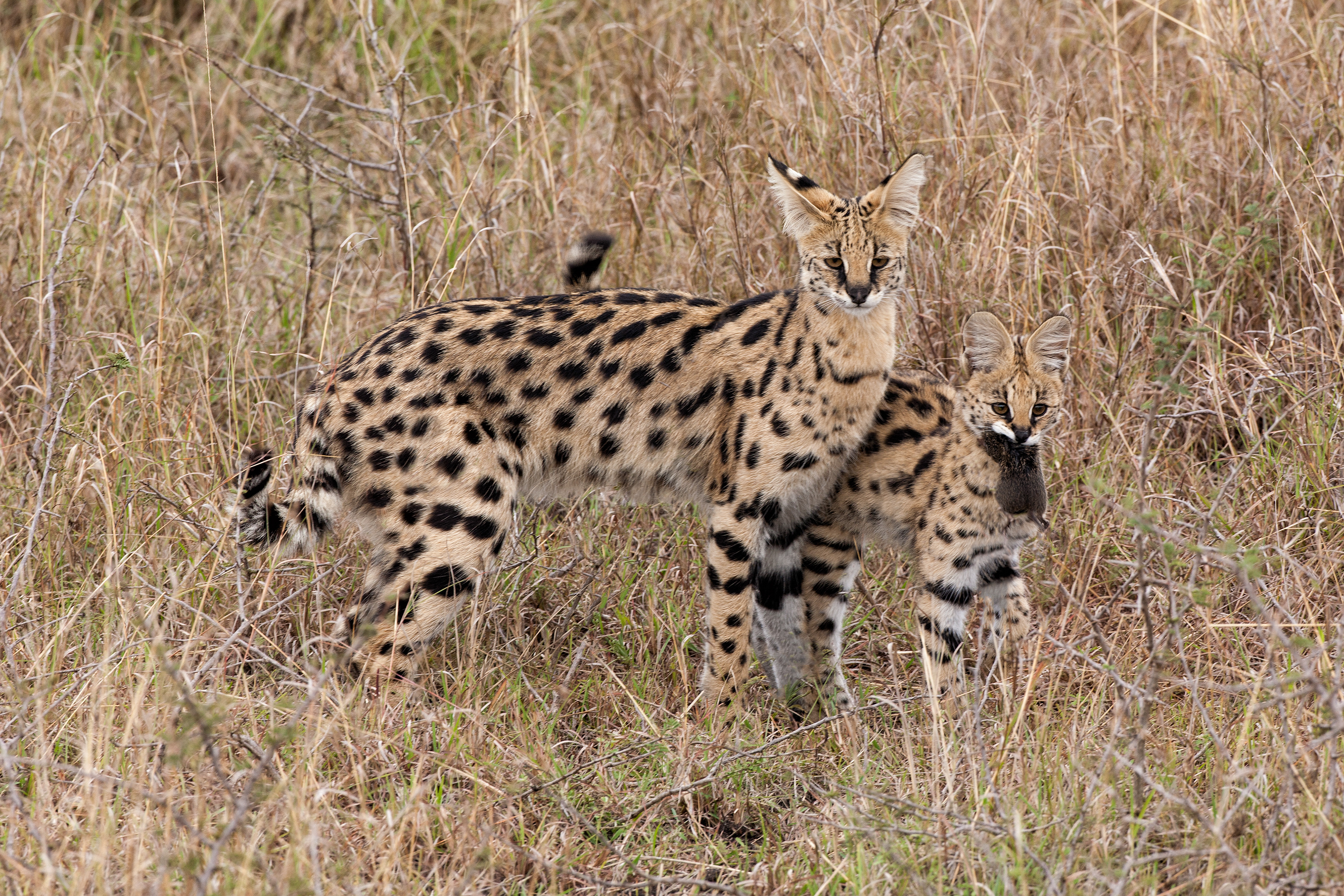 Serval mother feeding kitten - Masai Mara