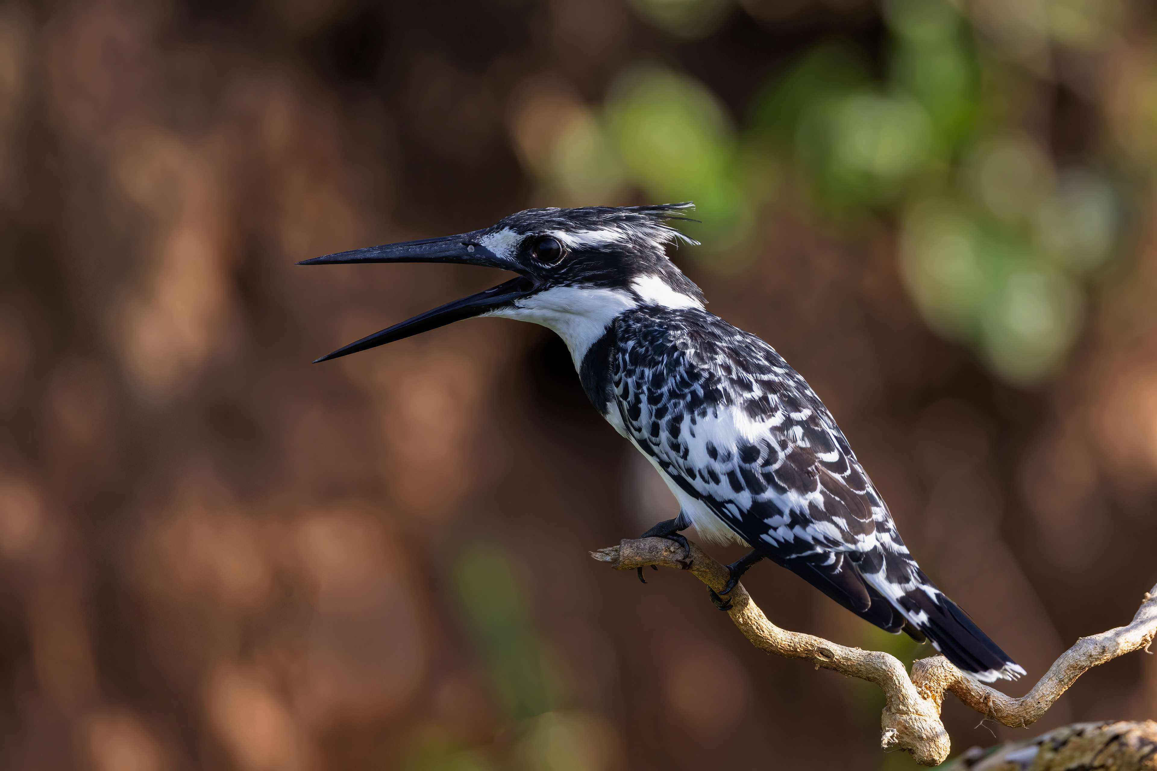 Pied Kingfisher - Murchison Falls, Uganda - RM