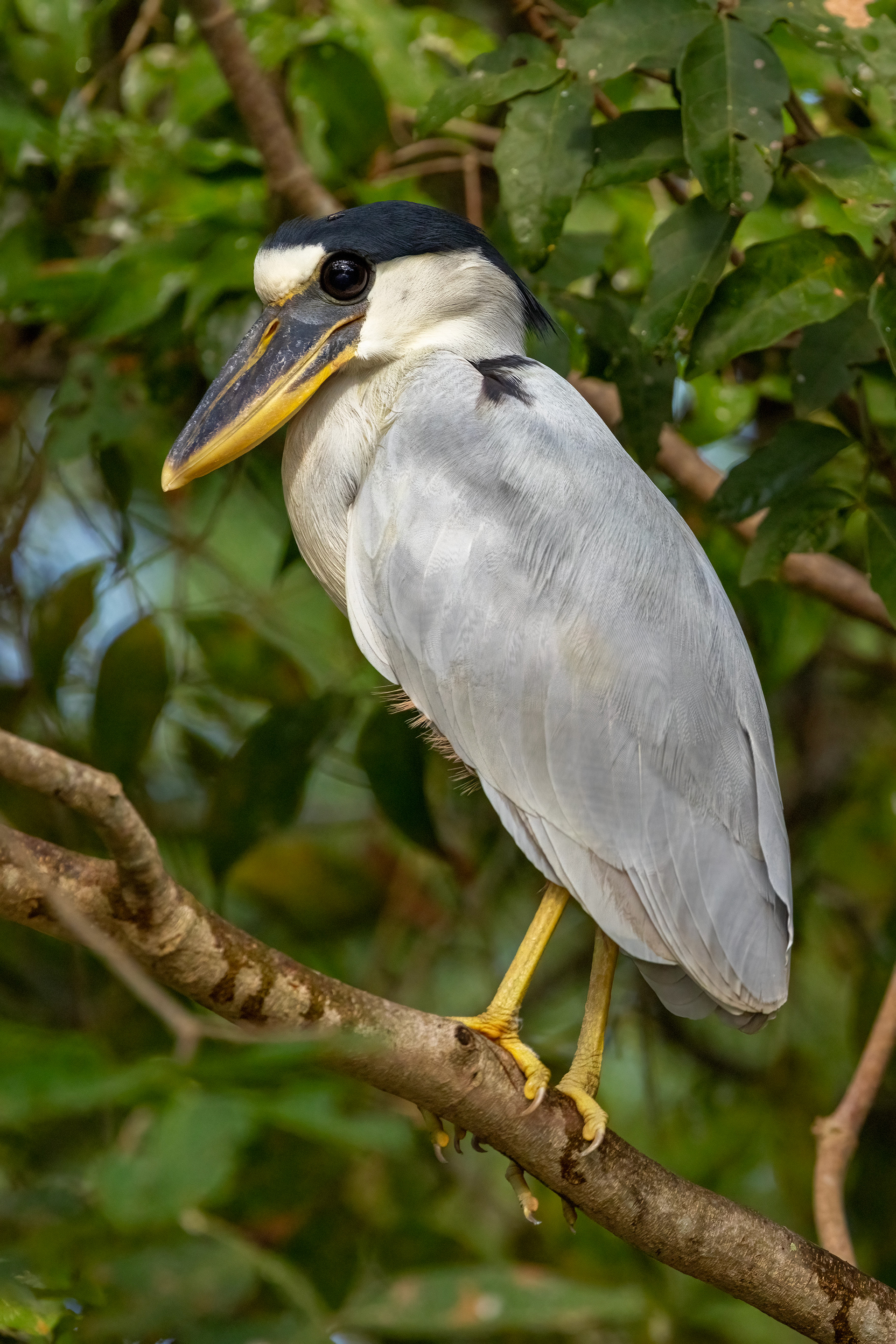 Boat-billed Heron