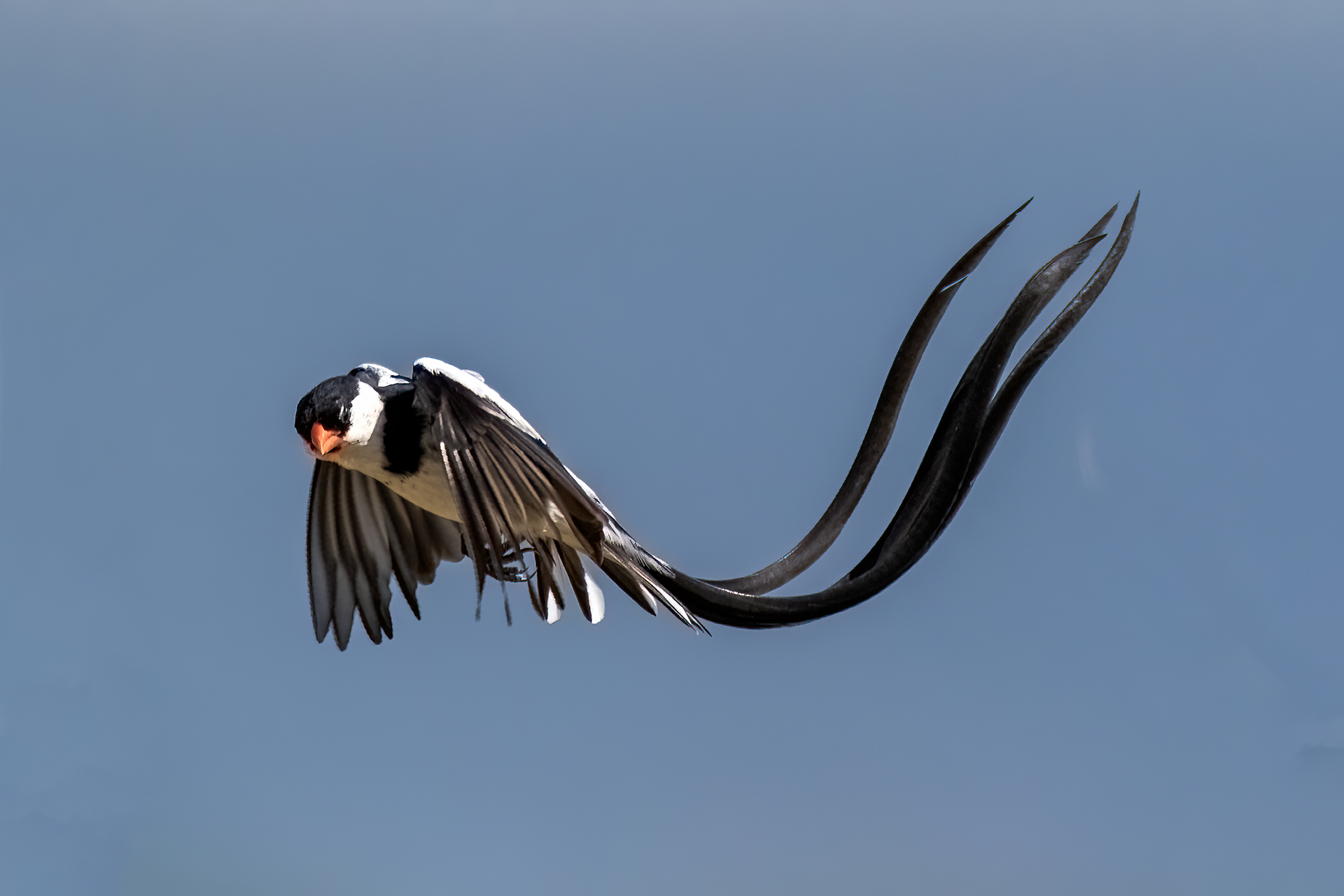 Displaying Pin-tail Wydah - Uganda