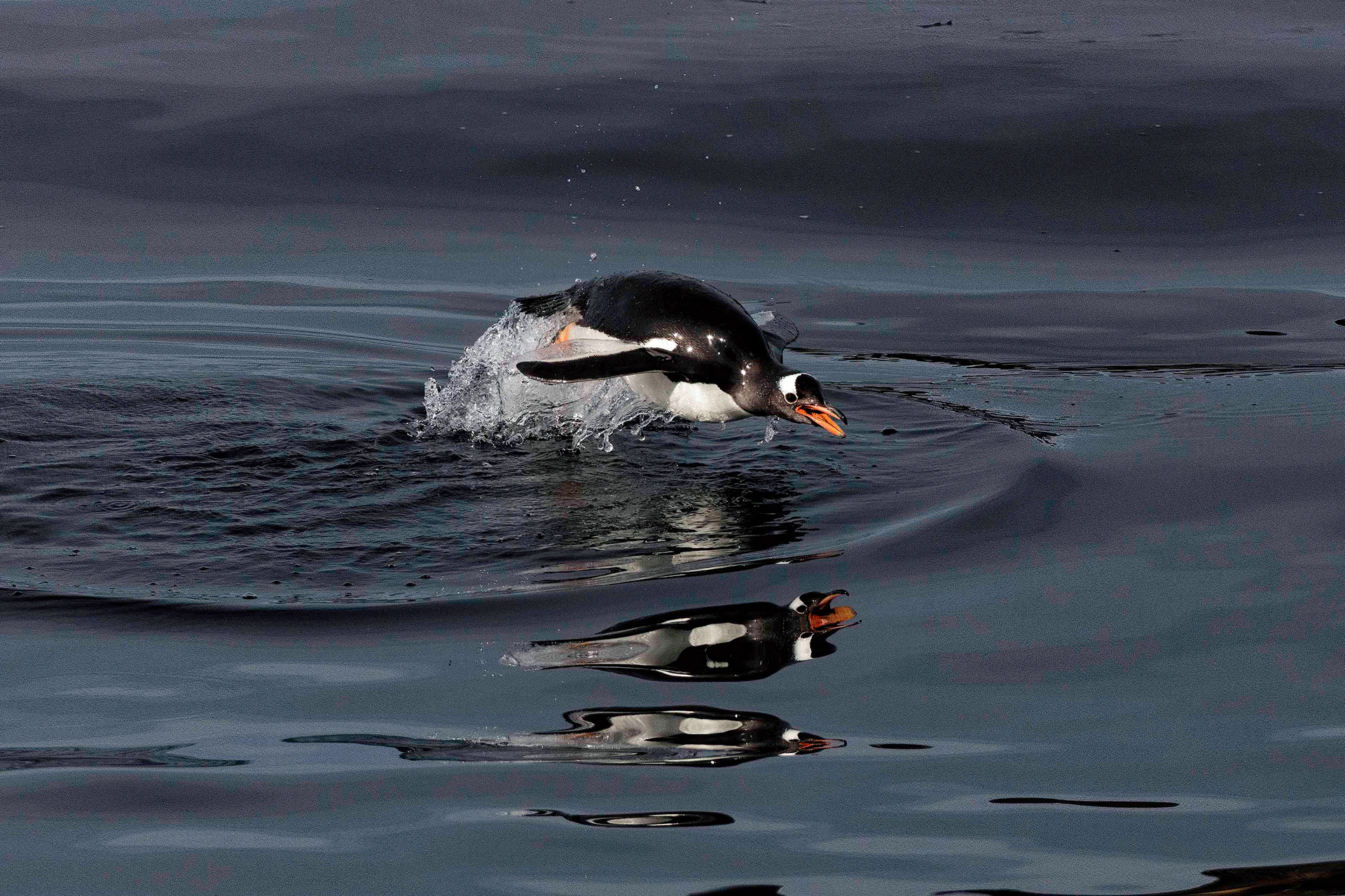 Porpoising Gentoo Penguin - Falklands