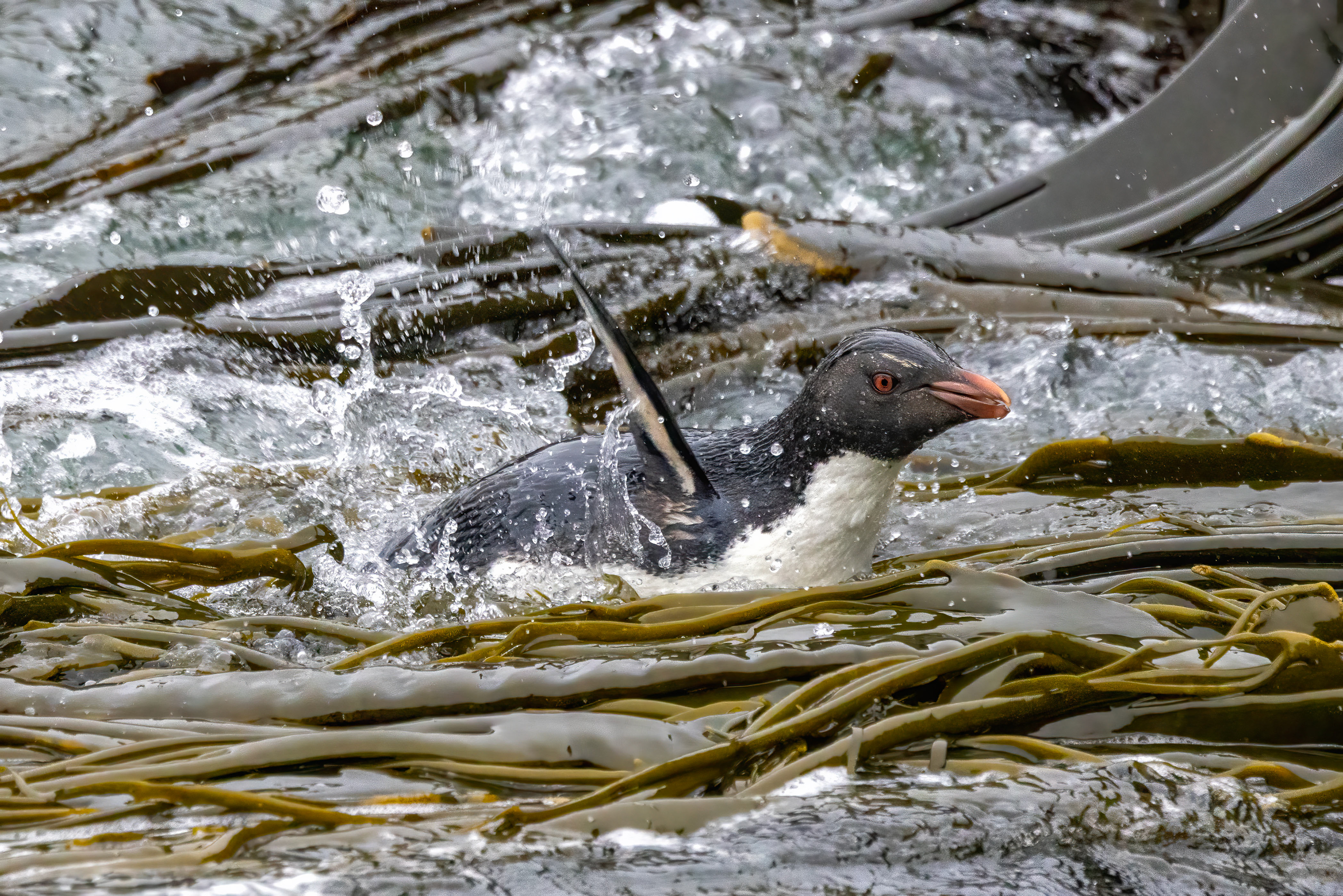 Southern Rockhopper playing in the kelp - Falklands - RM