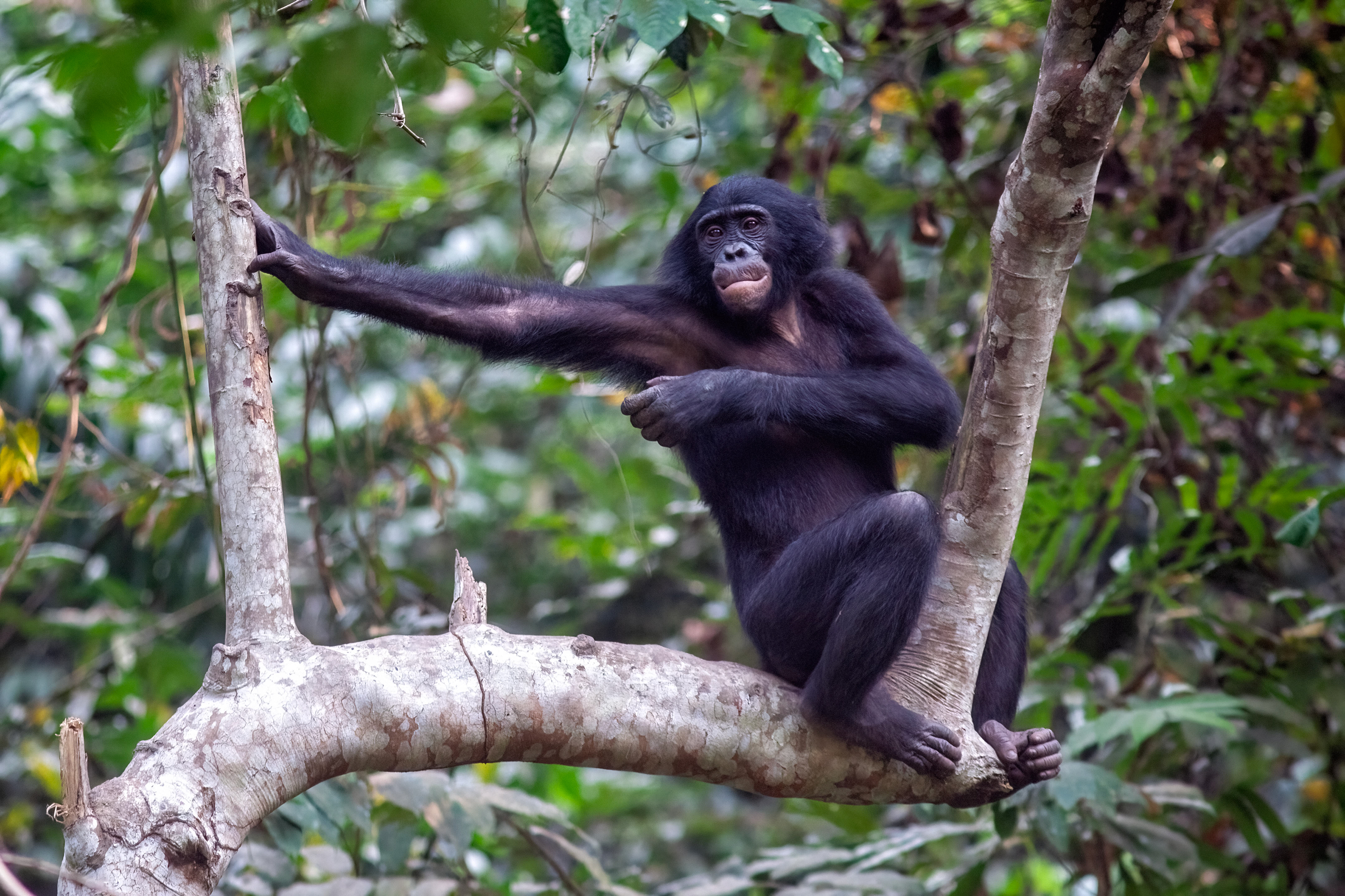Bonobo at special Bonobo reserve, DRC