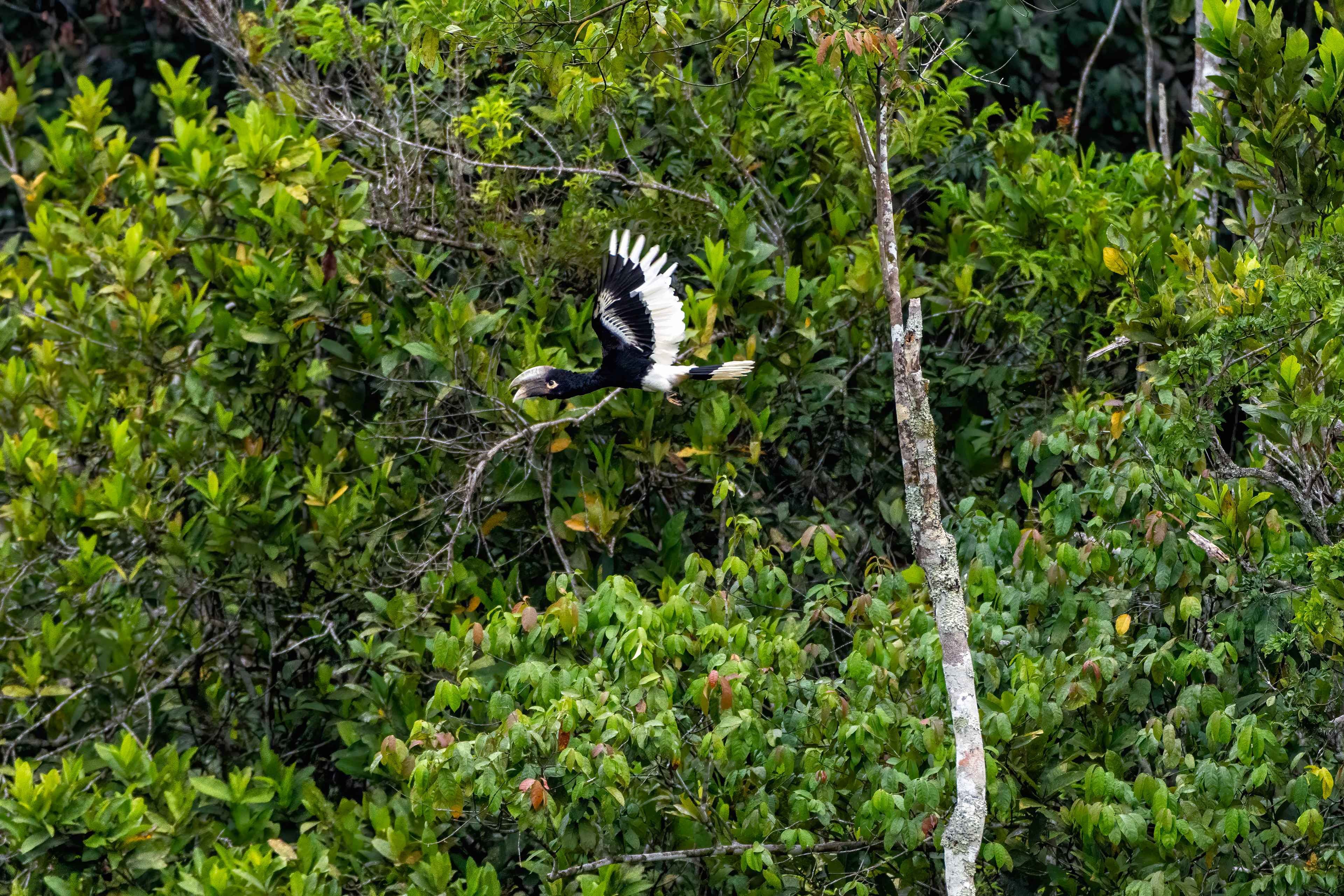 White-thighed Hornbill - Odzala, Republic of Congo