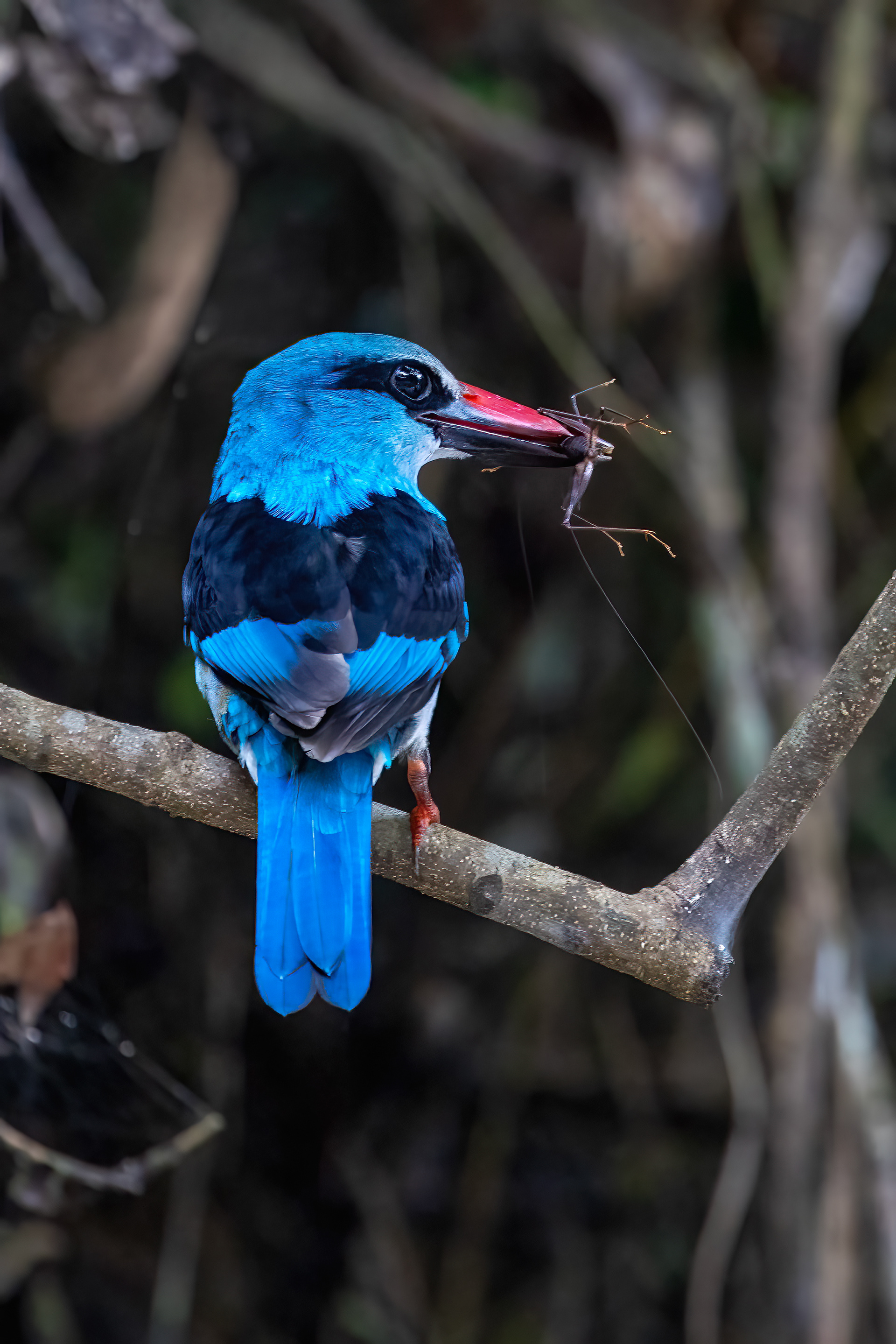 Blue-breasted Kingfisher on the Mambili River - Odzala, Republic of Congo