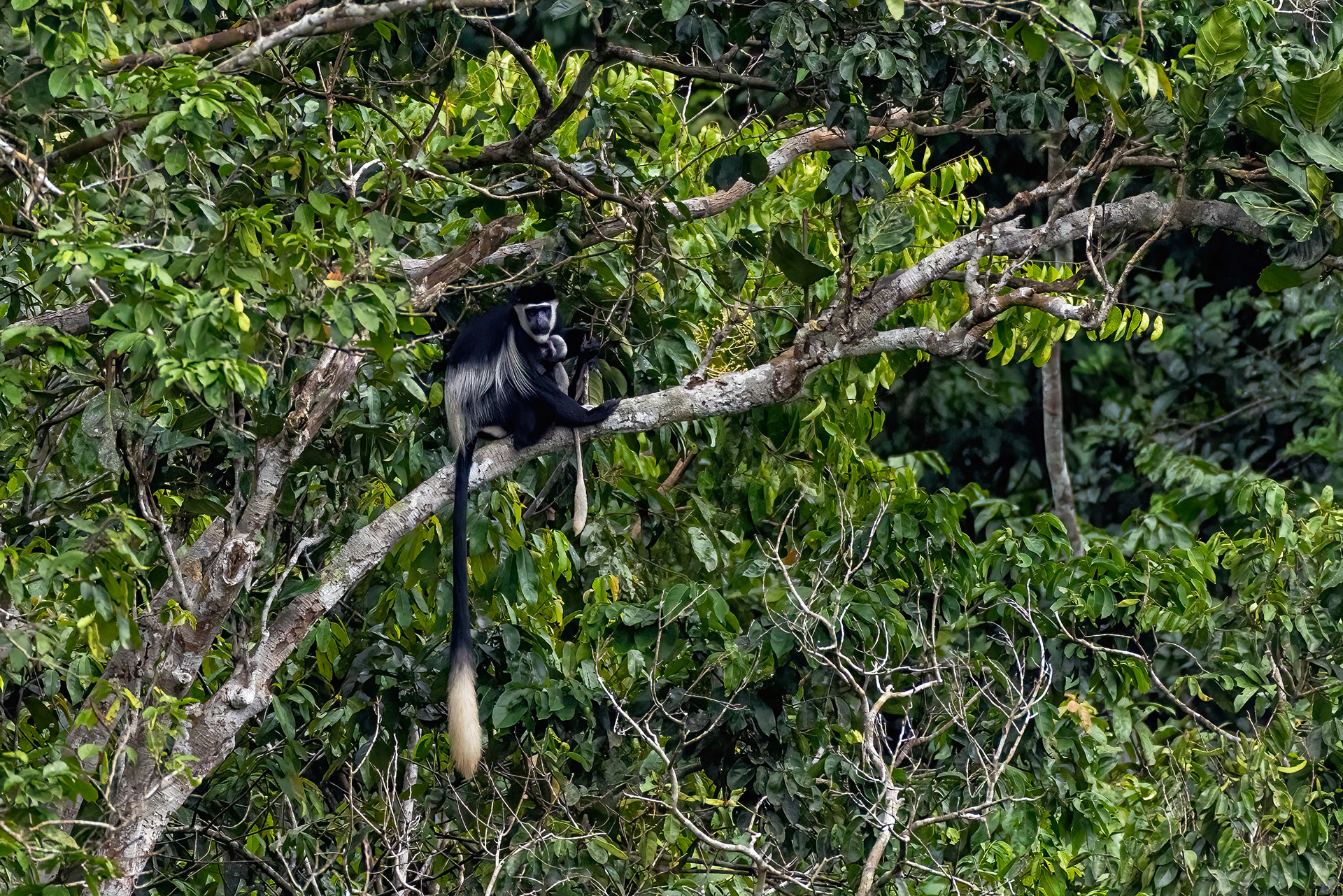 Black & White Colobus mother & baby - Odzala, Republic of Congo