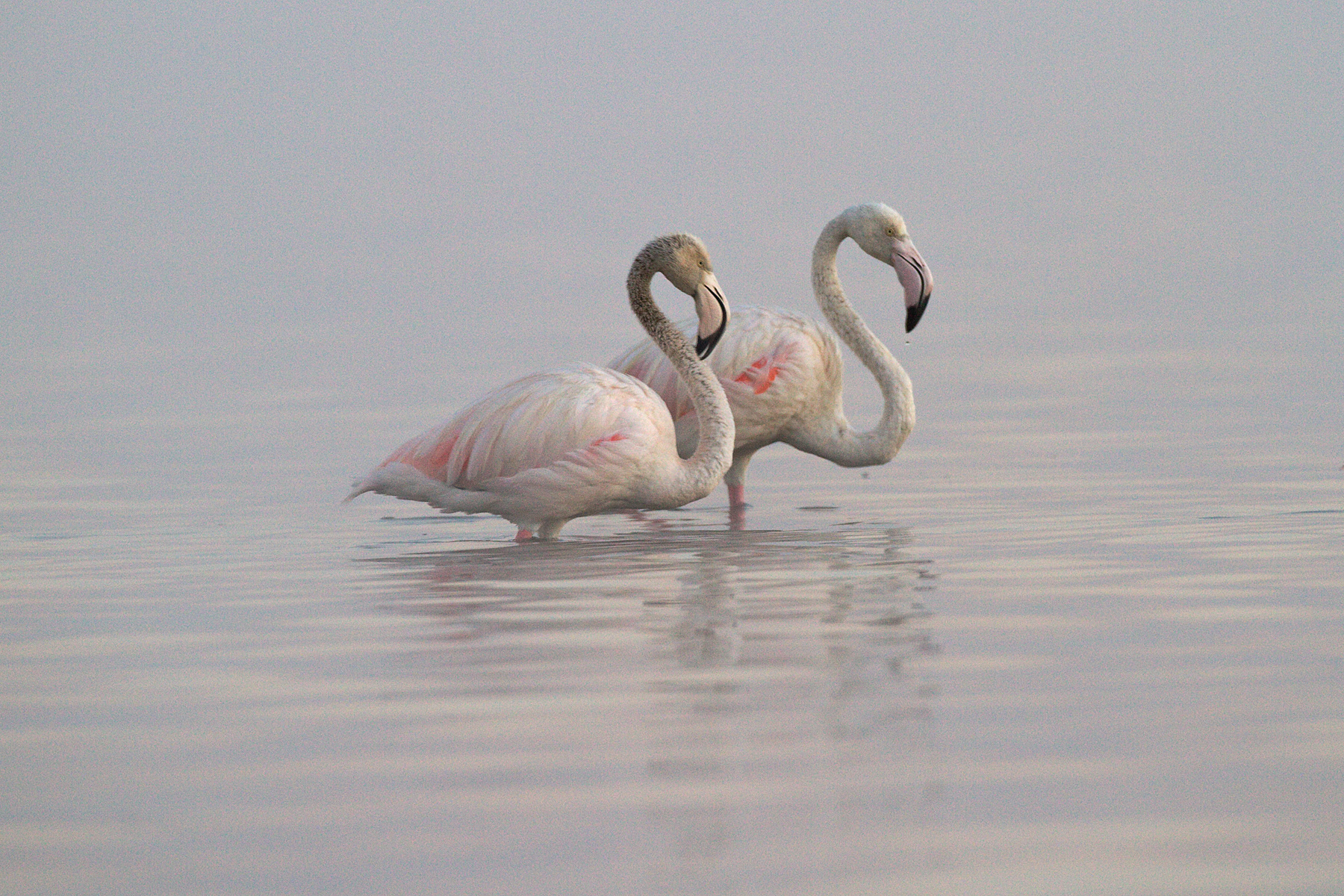 Greater Flamingos - Nakuru