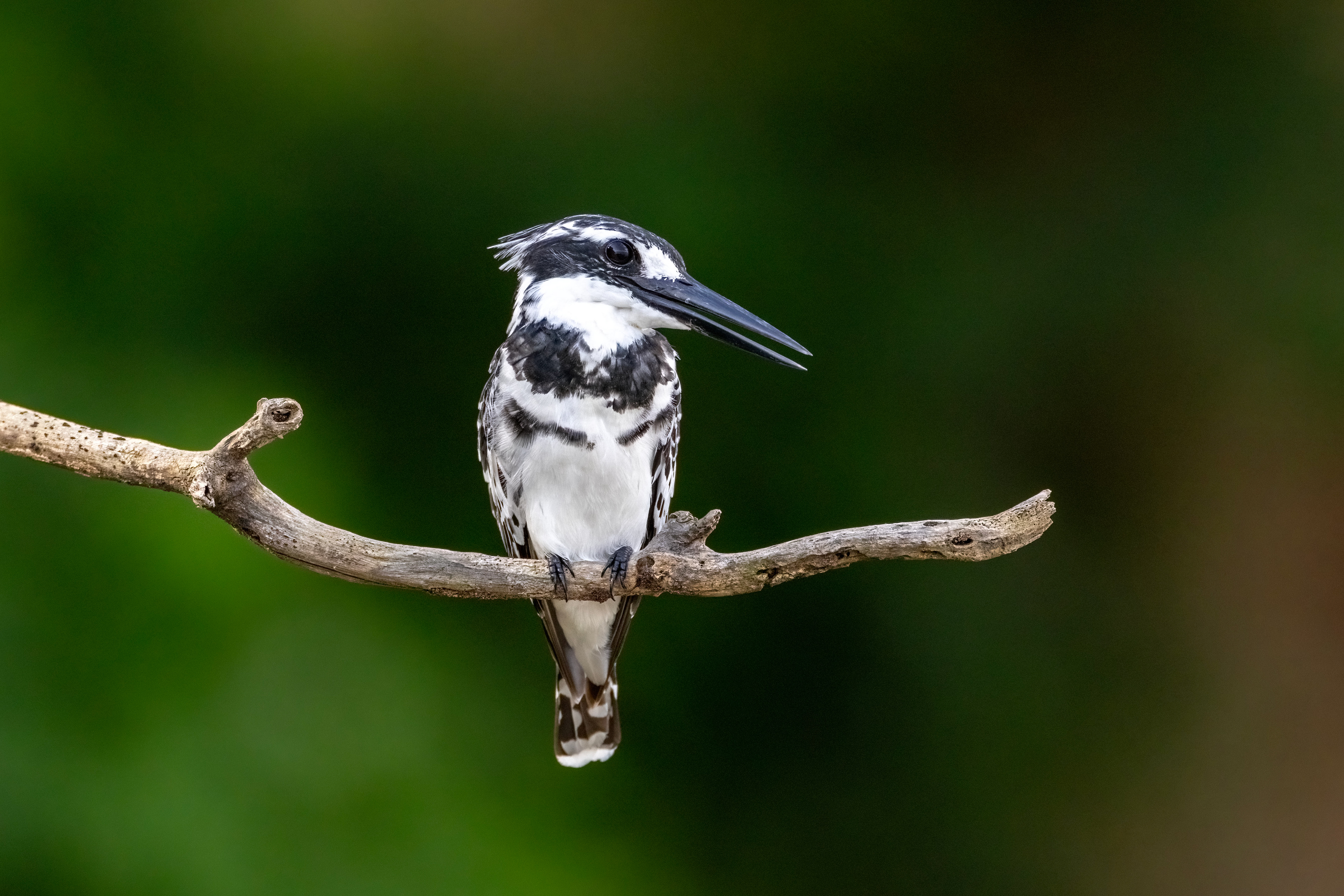 Pied Kingfisher - Murchison Falls National Park, Uganda