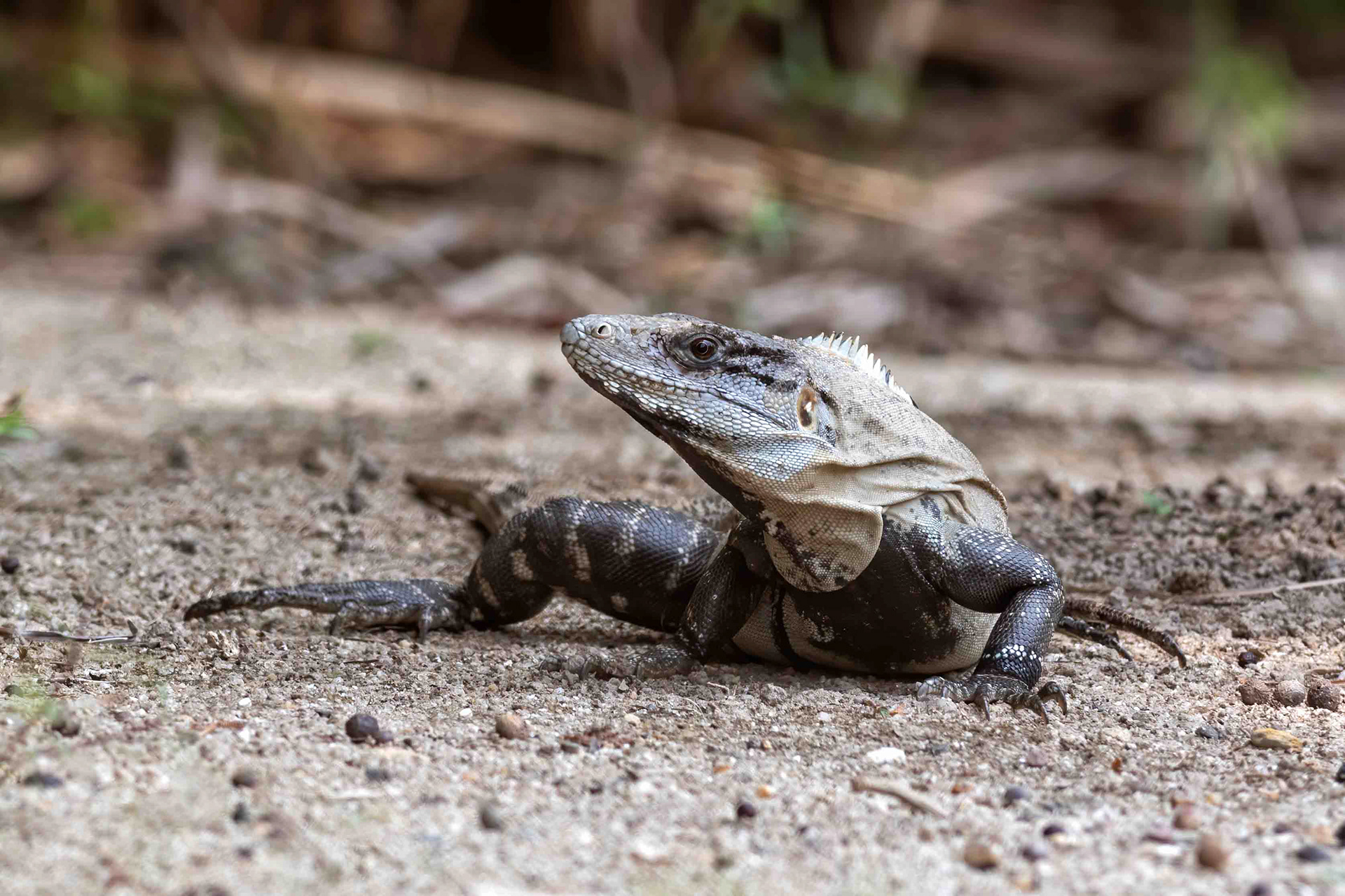 Black Spiny-Tailed Iguana - Belize - RM