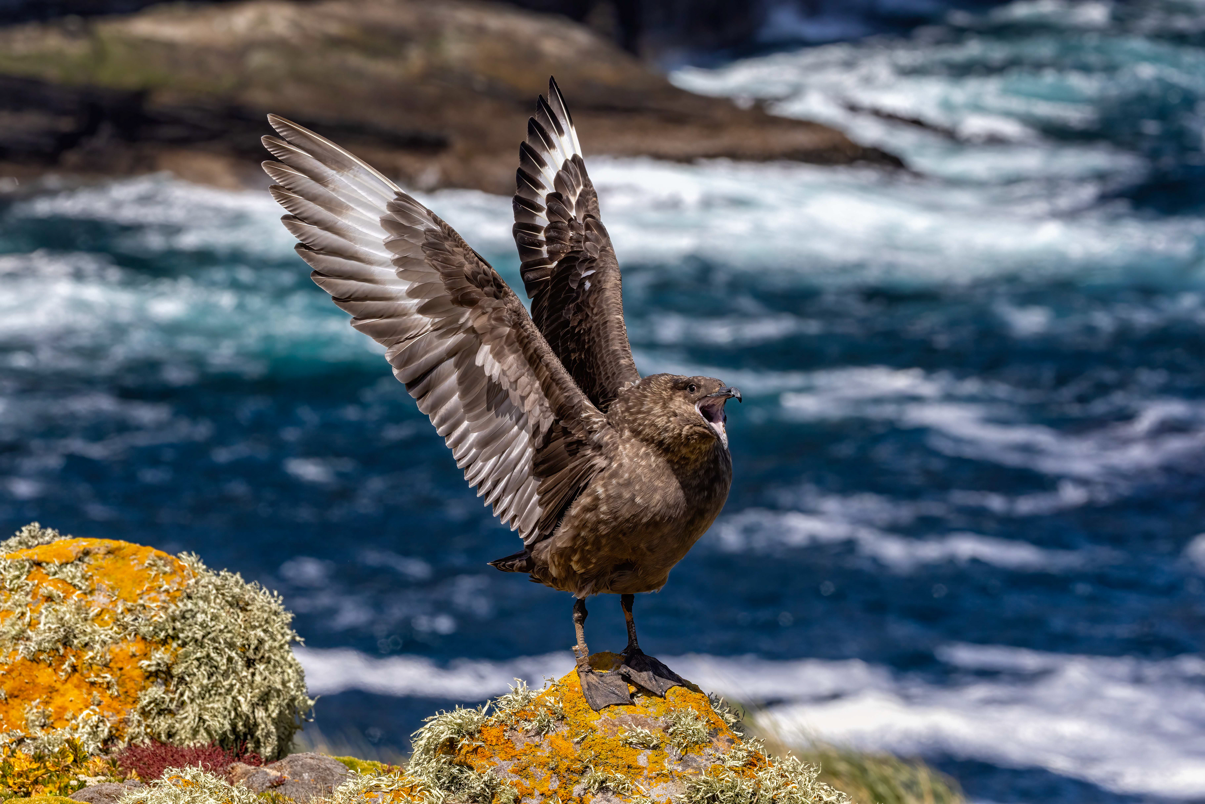 Brown Skua - Falklands - RM