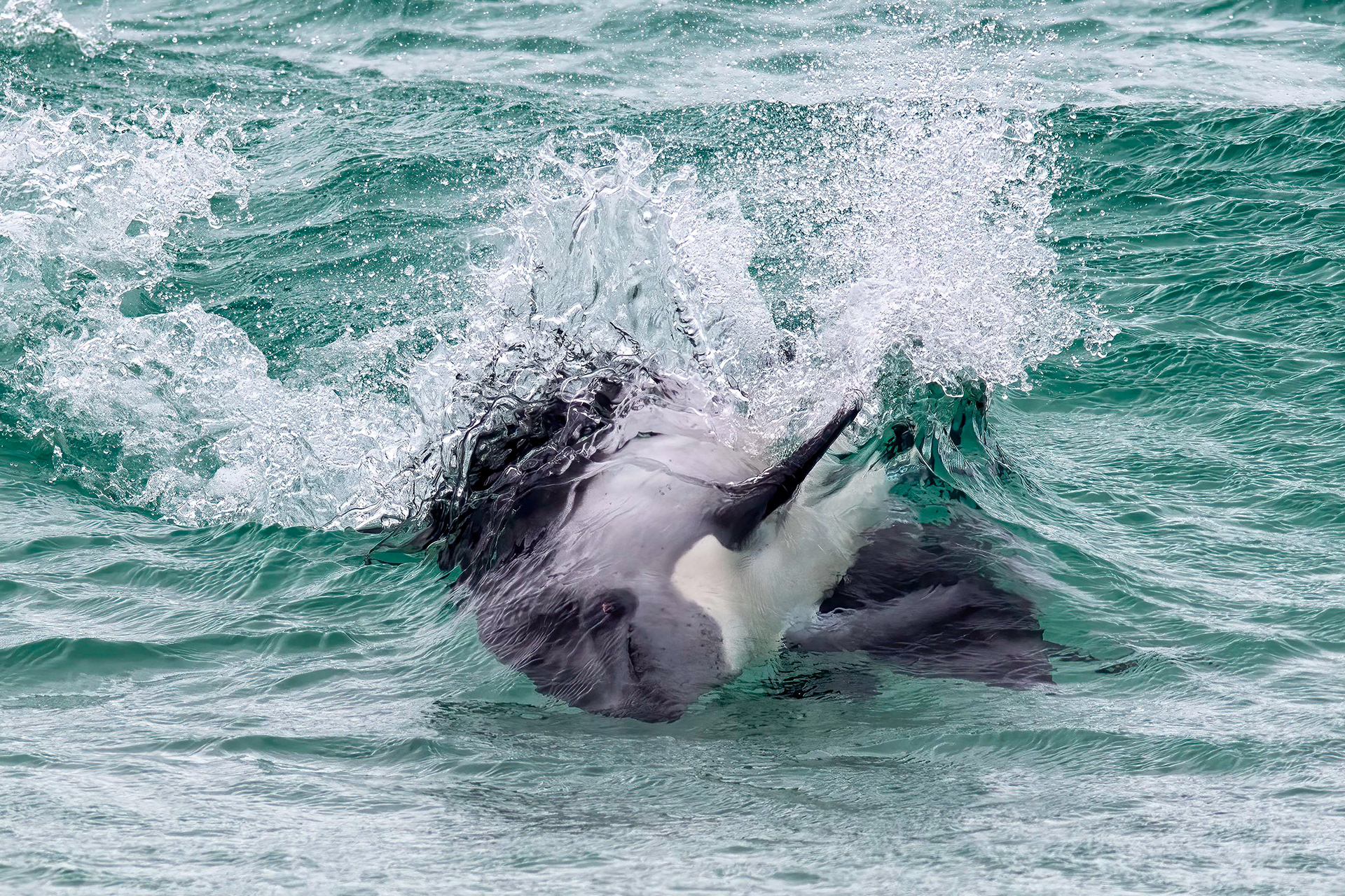 Peales Dolphins playing - Falklands - RM