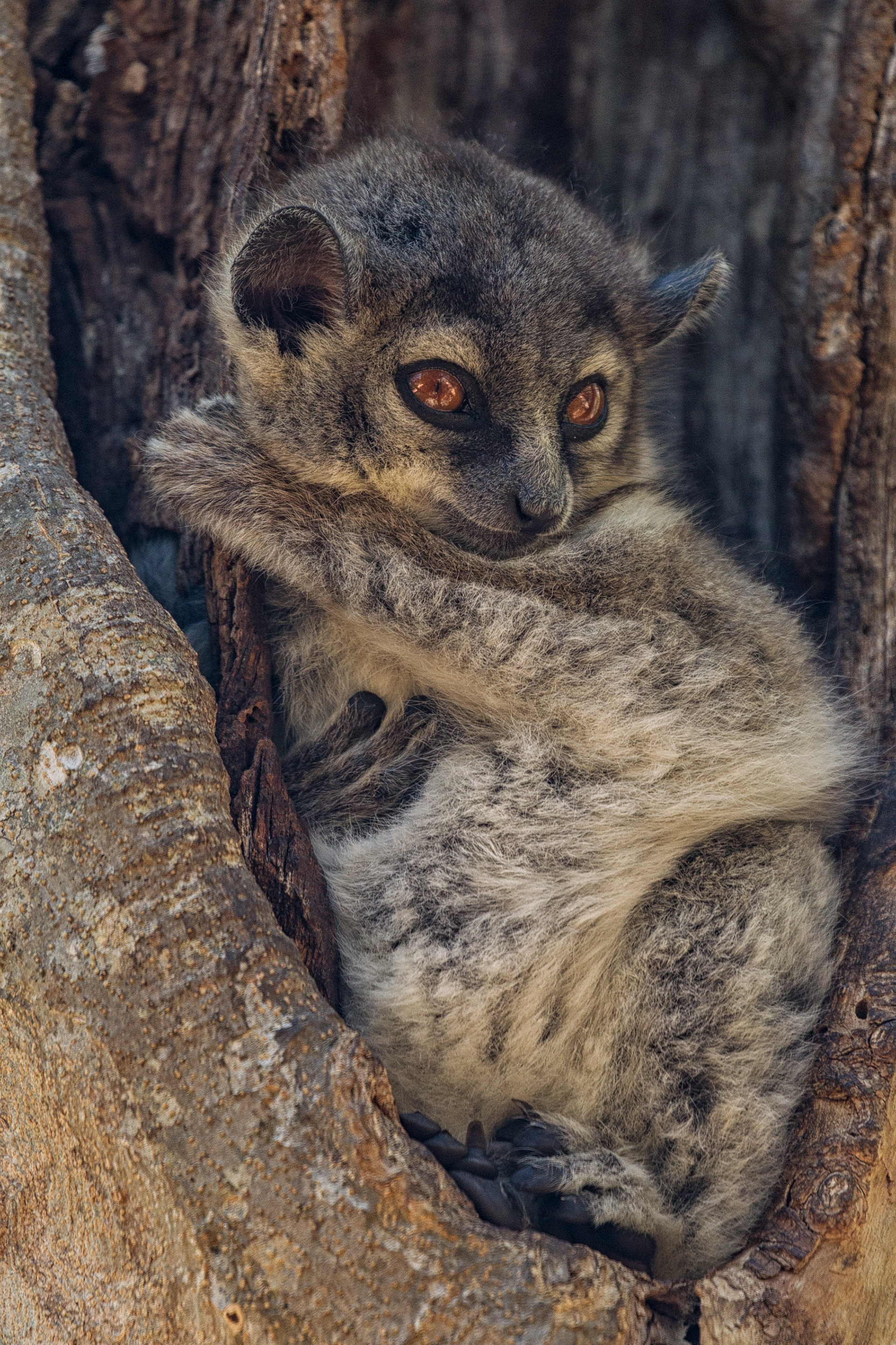 Mouse Lemur - Berenty