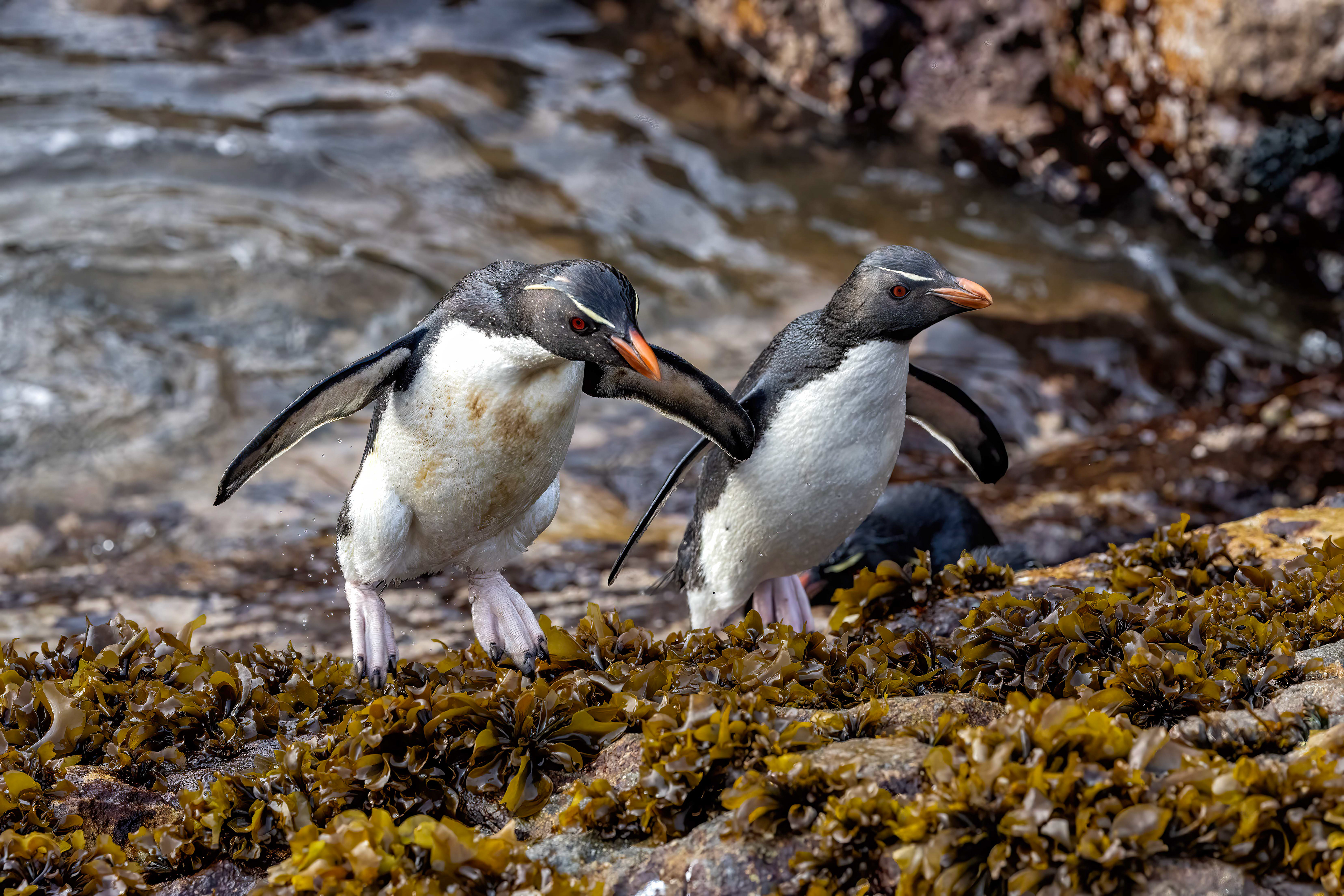 Southern Rockhoppers exiting a rock pool - Falklands - RM