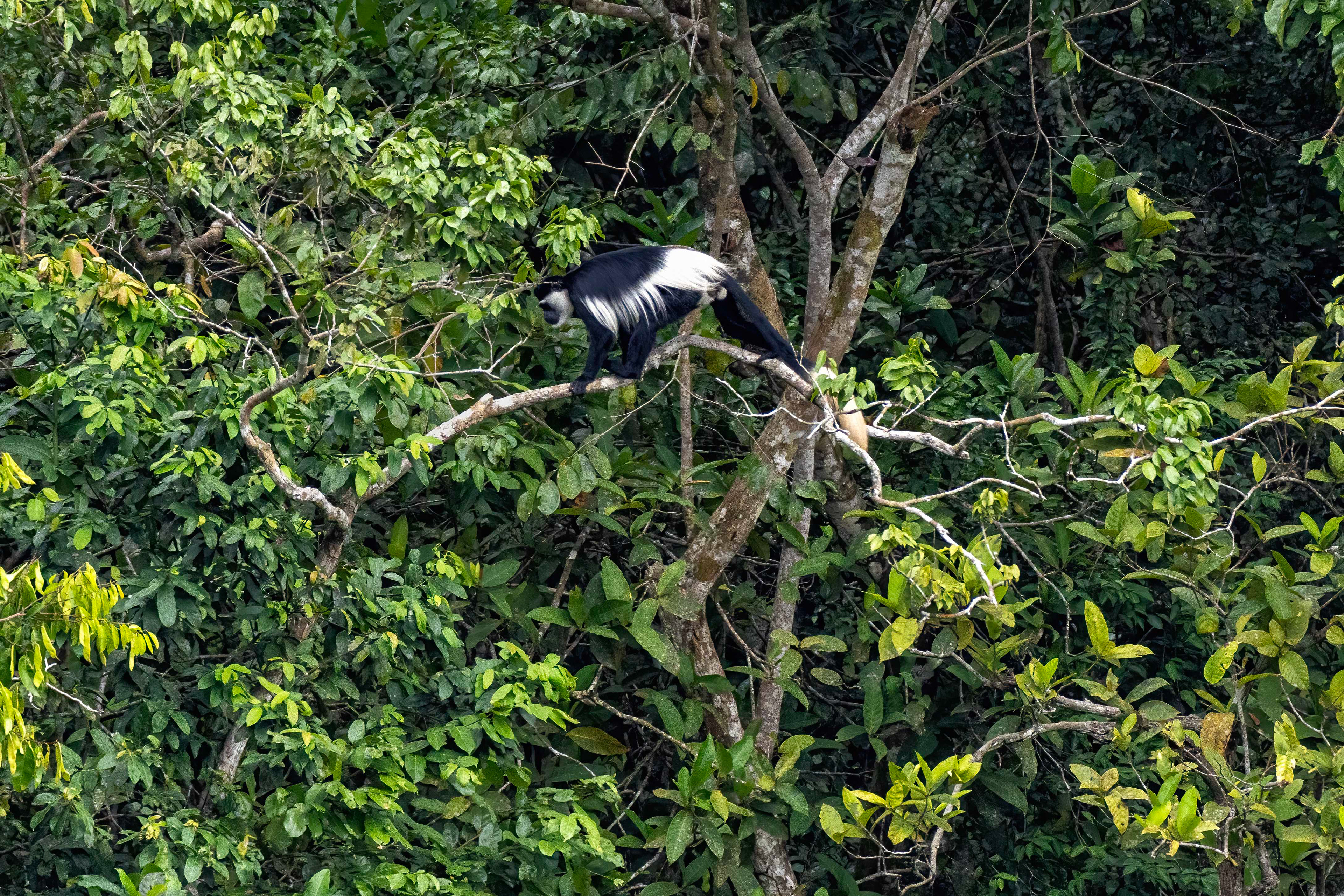 Black & White Colobus Monkey - Odzala, Republic of Congo
