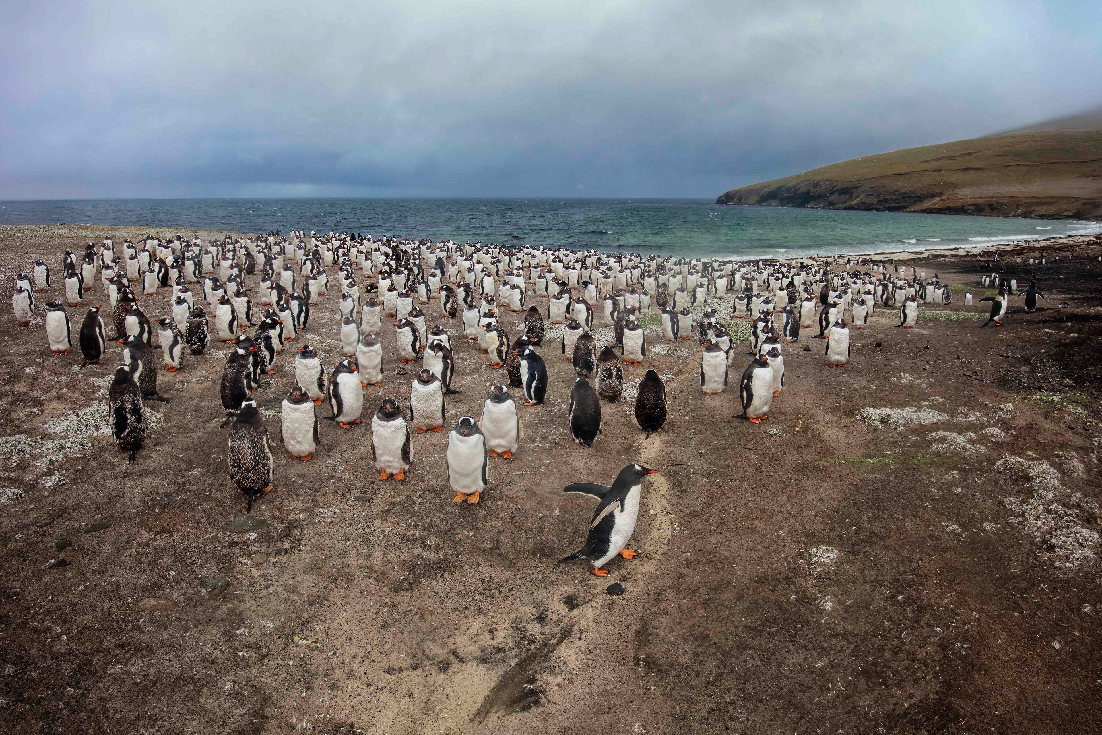 Gentoo Penguin colony facing into a strong wind on Saunders Island - Falklands